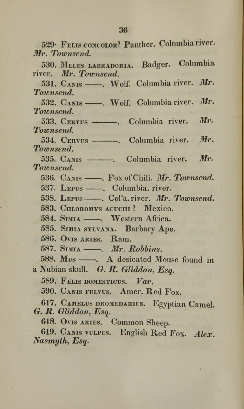 529- Felis concolor? Panther. Colnmbia river. Mr. Townsend. 530. Meles labradoria. Badger. Columbia river. Mr. Townsend. 531. Cams . Wolf. Columbia river. Mr. Townsend. 532. Canis . Wolf. Columbia river. Mr. Townsend. 533. Cervus . Columbia river. Mr. Townsend. 534. Cervus . Columbia river. Mr. Townsend. 535. Canis •. Columbia river. Mr. Townsend. 536. Cams . Fox of Chili. Mr. Townsend. 537. Lepus . Columbia, river. 538. Lepus . Col'a. river. Mr. Townsend. 583. Chloromys acuchi ? Mexico. 584. Simia . Western Africa. 585. Simia sylvana. Barbary Ape. 586. Ovis aries. Ram. 587. Simia . Mr. Robbins. 588. Mus . A desicated Mouse found in a Nubian skull. G. R. Gliddon, Esq. 589. Felis domesticus. Var. 590. Cams fulvus. Amer. Red Fox. 617. Camelus dromedarius. Egyptian Camel. G. R. Gliddon, Esq. 618. Ovis aries. Common Sheep. 619. Cams vulpes. English Red Fox. Alex. Nasmyth, Esq.