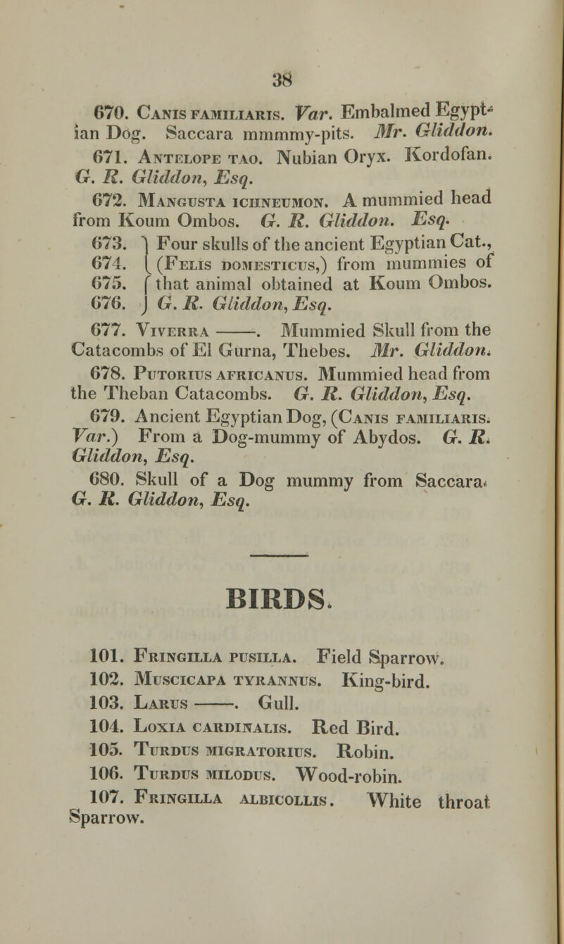 670. Canis familiaris. Var. Embalmed Egypt-; ian Dog. Saccara mmmmy-pits. Mr. Gliddon. 671. Antelope tao. Nubian Oryx. Kordofan. G. R. Gliddon, Esq. 672. Mangusta ichneumon. A mummied head from Koum Ombos. G. R. Gliddon. Esq. 673. 1 Four skulls of the ancient Egyptian Cat., 67 i. [ (Felis domesticus,) from mummies of 675. f that animal obtained at Koum Ombos. 676. J G. R. Gliddon, Esq. 677. Viverra . Mummied Skull from the Catacombs of El Gurna, Thebes. Mr. Gliddon, 678. Putorius africanus. Mummied head from the Theban Catacombs. G. R. Gliddon, Esq. 679. Ancient Egyptian Dog, (Canis familiaris. Var.) From a Dog-mummy of Abydos. G. R. Gliddon, Esq. 680. Skull of a Dog mummy from Saccara* G. R. Gliddon, Esq. BIRDS. 101. Fringilla pusilla. Field Sparrow. 102. Muscicapa tyrannus. King-bird. 103. Larus . Gull. 104. Loxia cardinalis. Red Bird. 105. Turdus migratorius. Robin. 106. Turdus milodus. Wood-robin. 107. Fringilla albicollis. White throat Sparrow.