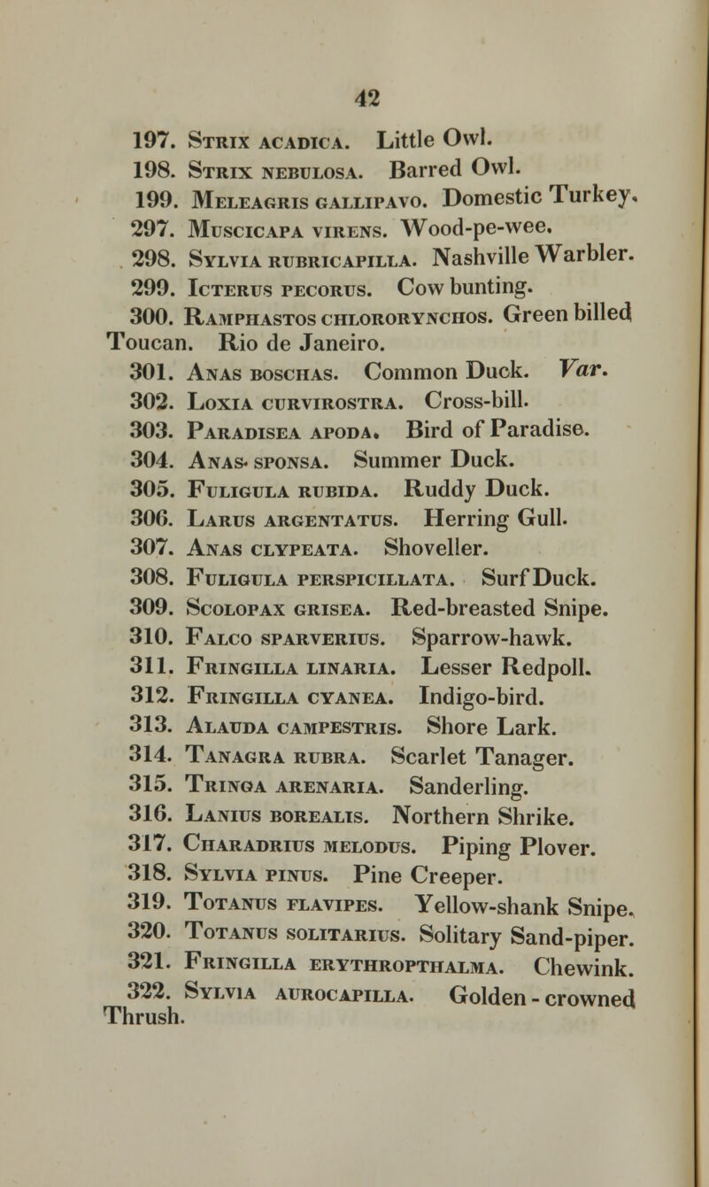 197. Strix acadica. Little Owl. 198. Strix nebulosa. Barred Owl. 199. Meleagris gallipavo. Domestic Turkey, 297. Muscicapa virens. Wood-pe-wee. 298. Sylvia rubricapilla. Nashville Warbler. 299. Icterus pecorus. Cow bunting. 300. Ramphastos chlororynchos. Green billed Toucan. Rio de Janeiro. 301. Anas boschas. Common Duck. Var. 302. Loxia curvirostra. Cross-bill. 303. Paradisea apod a. Bird of Paradise. 304. Anas* sponsa. Summer Duck. 305. Fuligula rubida. Ruddy Duck. 306. Larus argentatus. Herring Gull. 307. Anas clypeata. Shoveller. 308. Fuligula perspicillata. Surf Duck. 309. Scolopax grisea. Red-breasted Snipe. 310. Falco sparverius. Sparrow-hawk. 311. Fringilla linaria. Lesser Redpoll. 312. Fringilla cyanea. Indigo-bird. 313. Alauda campestris. Shore Lark. 314. Tanagra rubra. Scarlet Tanager. 315. Tringa arenaria. Sanderling. 316. Lanius borealis. Northern Shrike. 317. Charadrius melodus. Piping Plover. 318. Sylvia pinus. Pine Creeper. 319. Totanus flavipes. Yellow-shank Snipe. 320. Totanus solitarius. Solitary Sand-piper. 321. Fringilla erythropthalma. Che wink. 322. Sylvia aurocapilla. Golden - crowned Thrush.