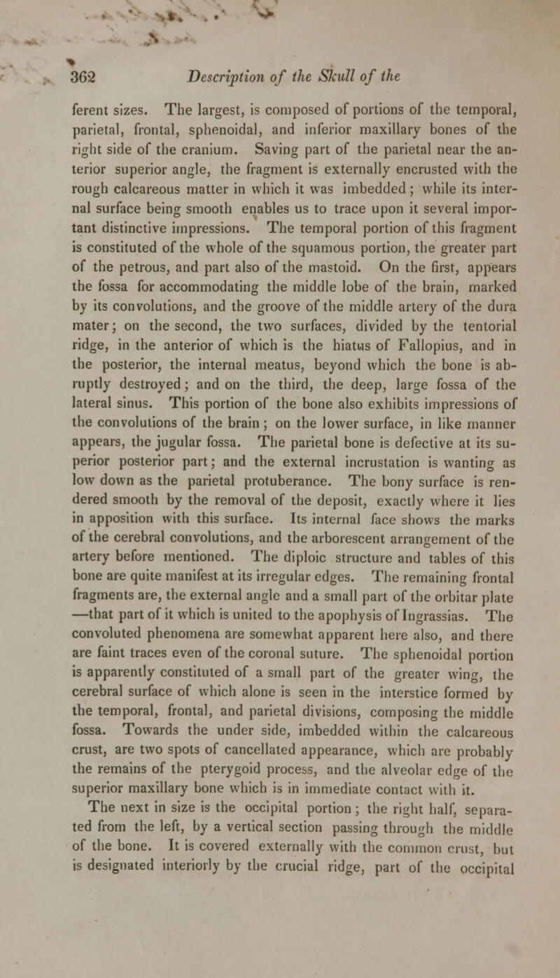 •% 362 Description of the Skull of the ferent sizes. The largest, is composed of portions of the temporal, parietal, frontal, sphenoidal, and inferior maxillary bones of the right side of the cranium. Saving part of the parietal near the an- terior superior angle, the fragment is externally encrusted with the rough calcareous matter in which it was imbedded; while its inter- nal surface being smooth enables us to trace upon it several impor- tant distinctive impressions. The temporal portion of this fragment is constituted of the whole of the squamous portion, the greater part of the petrous, and part also of the mastoid. On the first, appears the fossa for accommodating the middle lobe of the brain, marked by its convolutions, and the groove of the middle artery of the dura mater; on the second, the two surfaces, divided by the tentorial ridge, in the anterior of which is the hiatus of Fallopius, and in the posterior, the internal meatus, beyond which the bone is ab- ruptly destroyed; and on the third, the deep, large fossa of the lateral sinus. This portion of the bone also exhibits impressions of the convolutions of the brain; on the lower surface, in like manner appears, the jugular fossa. The parietal bone is defective at its su- perior posterior part; and the external incrustation is wanting as low down as the parietal protuberance. The bony surface is ren- dered smooth by the removal of the deposit, exactly where it lies in apposition with this surface. Its internal face shows the marks of the cerebral convolutions, and the arborescent arrangement of the artery before mentioned. The diploic structure and tables of this bone are quite manifest at its irregular edges. The remaining frontal fragments are, the external angle and a small part of the orbitar plate —that part of it which is united to the apophysis of Ingrassias. The convoluted phenomena are somewhat apparent here also, and there are faint traces even of the coronal suture. The sphenoidal portion is apparently constituted of a small part of the greater win, the cerebral surface of which alone is seen in the interstice formed by the temporal, frontal, and parietal divisions, composing the middle fossa. Towards the under side, imbedded within the calcareous crust, are two spots of cancellated appearance, which are probably the remains of the pterygoid process, and the alveolar edge of the superior maxillary bone which is in immediate contact with it. The next in size is the occipital portion; the right half, separa- ted from the left, by a vertical section passing through the middle of the bone. It is covered externally with the common crust, but is designated interiorly by the crucial ridge, part of the occipital