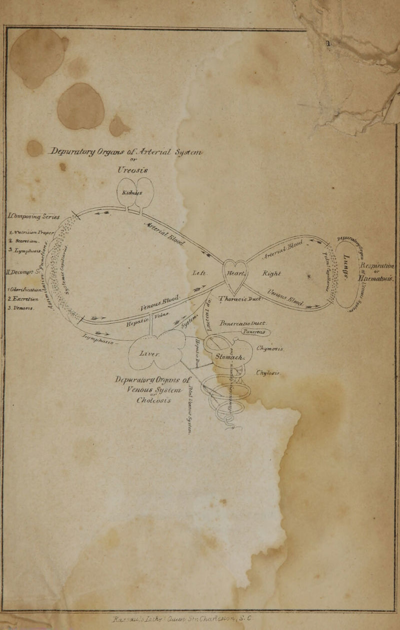 t» JJepurntort/ Organs of. 4rteritd System or- LCbmposintf Series -**C :-'' q Vutnuvn I'rvprr _ »* ■ H: '4 ILPtivmfjv 5; '- a i Venom 3 y«P^ a JS-eupiratwn •£■ ? ntumutosis. 'f Htpunitory Organs of Venous System Choltosii /