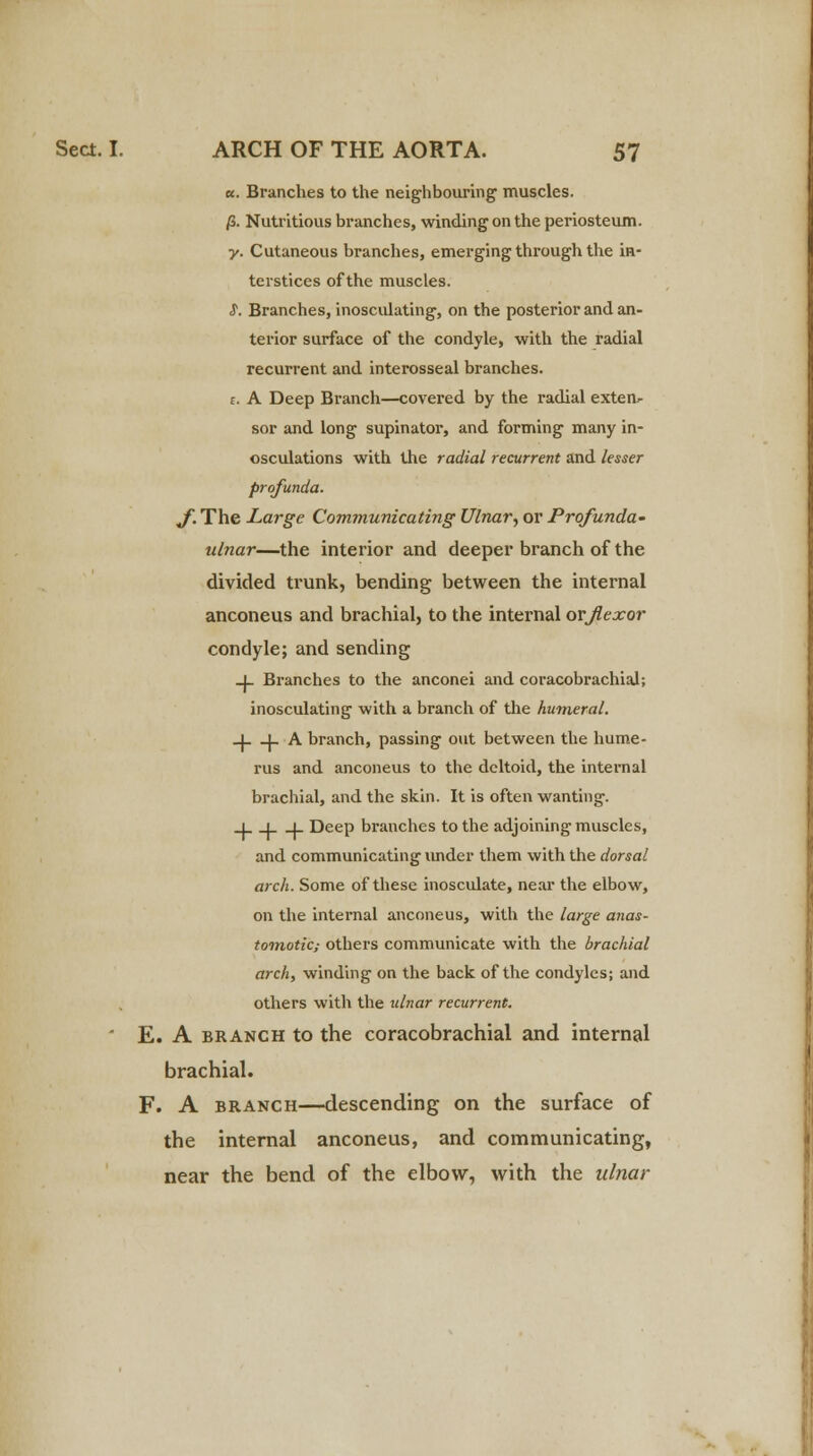 a. Branches to the neighbouring muscles. /3. Nutritious branches, winding on the periosteum. y. Cutaneous branches, emerging through the in- terstices of the muscles. S. Branches, inosculating, on the posterior and an- terior surface of the condyle, with the radial recurrent and interosseal branches, t. A Deep Branch—covered by the radial exten^ sor and long supinator, and forming many in- osculations with the radial recurrent and lesser profunda. J. The Large Communicating Ulnar, or Prqfunda- ulnar—the interior and deeper branch of the divided trunk, bending between the internal anconeus and brachial, to the internal or flexor condyle; and sending -l- Branches to the anconei and coracobrachial; inosculating with a branch of the humeral. _| |_ A branch, passing out between the hume- rus and anconeus to the deltoid, the internal brachial, and the skin. It is often wanting. _i_ _i [_ Deep branches to the adjoining muscles, and communicating under them with the dorsal arch. Some of these inosculate, near the elbow, on the internal anconeus, with the large anas- tomotic; others communicate with the brachial arch, winding on the back of the condyles; and others with the ulnar recurrent. ' E. A branch to the coracobrachial and internal brachial. F. A branch—descending on the surface of the internal anconeus, and communicating, near the bend of the elbow, with the ulnar