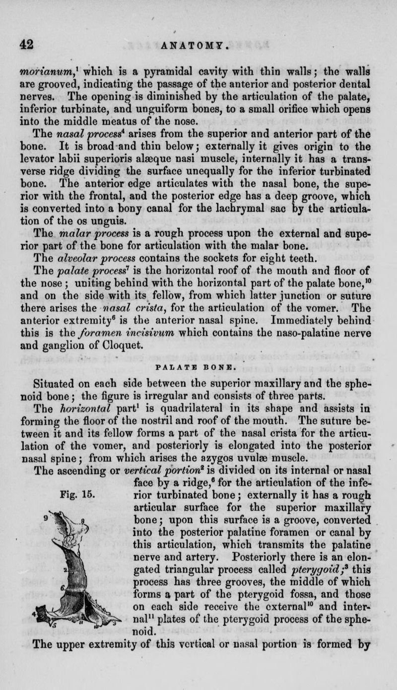 morianum* which is a pyramidal cavity with thin walls; the walls are grooved, indicating the passage of the anterior and posterior dental nerves. The opening is diminished by the articulation of the palate, inferior turbinate, and unguiform bones, to a small orifice which opens into the middle meatus of the nose. The nasal process* arises from the superior and anterior part of the bone. It is broad and thin below; externally it gives origin to the levator labii superioris alasque nasi muscle, internally it has a trans- verse ridge dividing the surface unequally for the inferior turbinated bone. The anterior edge articulates with the nasal bone, the supe- rior with the frontal, and the posterior edge has a deep groove, which is converted into a bony canal for the lachrymal sac by the articula- tion of the os unguis. The malar process is a rough process upon the external and supe- rior part of the bone for articulation with the malar bone. The alveolar process contains the sockets for eight teeth. The palate process'' is the horizontal roof of the mouth and floor of the nose ; uniting behind with the horizontal part of the palate bone,10 and on the side with its fellow, from which latter junction or suture there arises the nasal crista, for the articulation of the vomer. The anterior extremity6 is the anterior nasal spine. Immediately behind this is the foramen incisivum which contains the naso-palatine nerve and ganglion of Cloquet. PALATE BONE. Situated on each side between the superior maxillary and the sphe- noid bone; the figure is irregular and consists of three parts. The horizontal part1 is quadrilateral in its shape and assists in forming the floor of the nostril and roof of the mouth. The suture be- tween it and its fellow forms a part of the nasal crista for the articu- lation of the vomer, and posteriorly is elongated into the posterior nasal spine; from which arises the azygos uvulae muscle. The ascending or vertical portion2 is divided on its internal or nasal face by a ridge,8 for the articulation of the infe- Fig. 15. rior turbinated bone; externally it has a rough articular surface for the superior maxillary bone; upon this surface is a groove, converted into the posterior palatine foramen or canal by this articulation, which transmits the palatine nerve and artery. Posteriorly there is an elon- gated triangular process called pterygoid;3 this process has three grooves, the middle of which forms a part of the pterygoid fossa, and those on each side receive the external10 and inter- nal11 plates of the pterygoid process of the sphe- noid. The upper extremity of this vertical or nasal portion is formed by