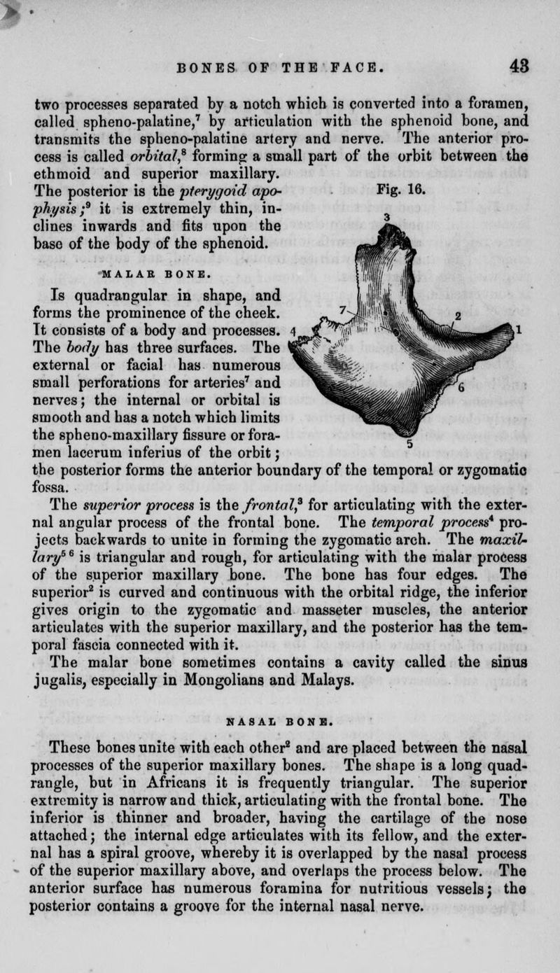 two processes separated by a notch which is converted into a foramen, called spheno-palatine,7 by articulation with the sphenoid bone, and transmits the spheno-palatine artery and nerve. The anterior pro- cess is called orbital,6 forming a small part of the orbit between the ethmoid and superior maxillary. The posterior is the 'pterygoid apo- Fig. 16. physis ;9 it is extremely thin, in- clines inwards and fits upon the base of the body of the sphenoid. MALAR BONE. Is quadrangular in shape, and forms the prominence of the cheek. Tt consists of a body and processes. The body has three surfaces. The external or facial has numerous small perforations for arteries7 and nerves; the internal or orbital is smooth and has a notch which limits the spheno-maxillary fissure or fora- men lacerum inferius of the orbit; the posterior forms the anterior boundary of the temporal or zygomatio fossa. The superior process is the frontal? for articulating with the exter- nal angular process of the frontal bone. The temporal process* pro- jects backwards to unite in forming the zygomatic arch. The maxil- lary56 is triangular and rough, for articulating with the malar process of the superior maxillary bone. The bone has four edges. The superior2 is curved and continuous with the orbital ridge, the inferior gives origin to the zygomatic and masseter muscles, the anterior articulates with the superior maxillary, and the posterior has the tem- poral fascia connected with it. The malar bone sometimes contains a cavity called the sinus jugalis, especially in Mongolians and Malays. NASAL BONE. These bones unite with each other2 and are placed between the nasal processes of the superior maxillary bones. The shape is a long quad- rangle, but in Africans it is frequently triangular. The superior extremity is narrow and thick, articulating with the frontal bone. The inferior is thinner and broader, having the cartilage of the nose attached; the internal edge articulates with its fellow, and the exter- nal has a spiral groove, whereby it is overlapped by the nasal process of the superior maxillary above, and overlaps the process below. The anterior surface has numerous foramina for nutritious vessels; the posterior contains a groove for the internal nasal nerve.
