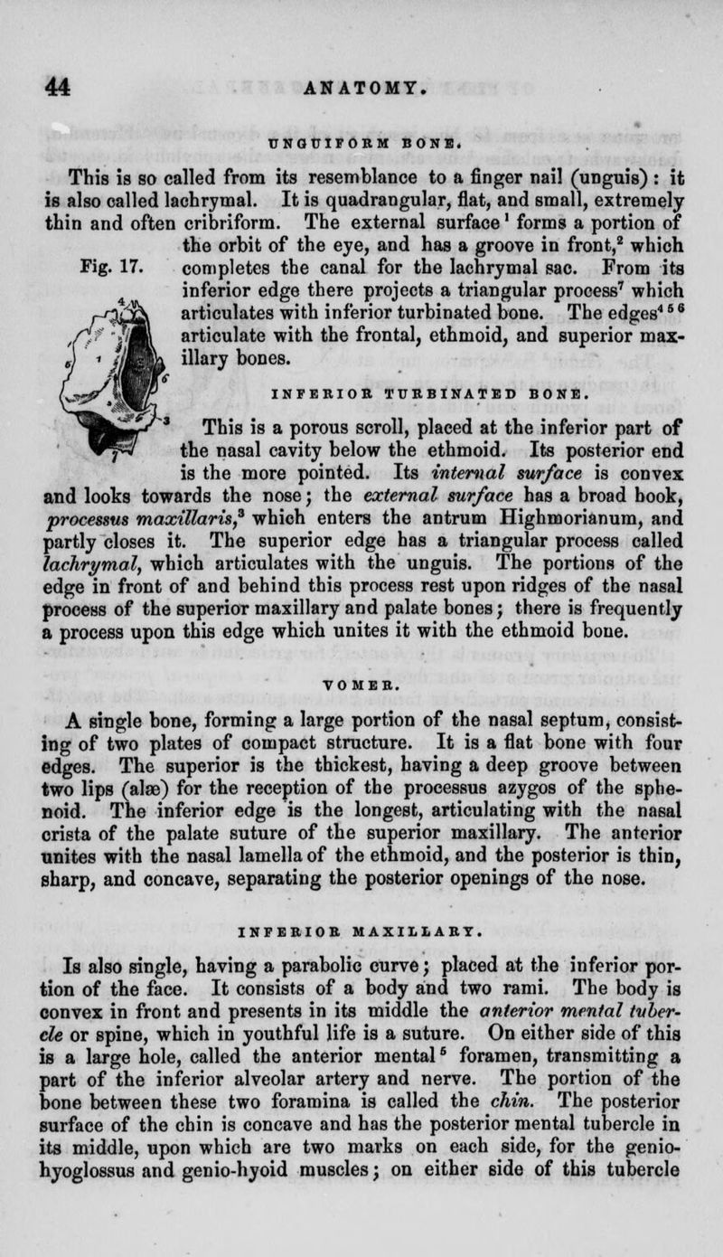 UNQtTIFOBM BONE. This is so called from its resemblance to a finger nail (unguis) : it is also called lachrymal. It is quadrangular, flat, and small, extremely thin and often cribriform. The external surface' forms a portion of the orbit of the eye, and has a groove in front,2 which Fig. 17. completes the canal for the lachrymal sac. From its inferior edge there projects a triangular process7 which articulates with inferior turbinated bone. The edges4 6 6 articulate with the frontal, ethmoid, and superior max- illary bones. INFEBIOB TURBINATED BONE. This is a porous scroll, placed at the inferior part of the nasal cavity below the ethmoid. Its posterior end is the more pointed. Its internal surface is convex and looks towards the nose; the external surface has a broad book, processus maxillaris,3 which enters the antrum Highmorianum, and partly closes it. The superior edge has a triangular process called lachrymal, which articulates with the unguis. The portions of the edge in front of and behind this process rest upon ridges of the nasal process of the superior maxillary and palate bones; there is frequently a process upon this edge which unites it with the ethmoid bone. A single bone, forming a large portion of the nasal septum, consist- ing of two plates of compact structure. It is a flat bone with four edges. The superior is the thickest, having a deep groove between two lips (alae) for the reception of the processus azygos of the sphe- noid. The inferior edge is the longest, articulating with the nasal crista of the palate suture of the superior maxillary. The anterior unites with the nasal lamella of the ethmoid, and the posterior is thin, sharp, and concave, separating the posterior openings of the nose. INFEBIOB MAXILLARY. Is also single, having a parabolic curve; placed at the inferior por- tion of the face. It consists of a body and two rami. The body is convex in front and presents in its middle the anterior mental tuber- cle or spine, which in youthful life is a suture. On either side of this is a large hole, called the anterior mental6 foramen, transmitting a part of the inferior alveolar artery and nerve. The portion of the bone between these two foramina is called the chin. The posterior surface of the chin is concave and has the posterior mental tubercle in its middle, upon which are two marks on each side, for the genio- hyoglossus and genio-hyoid muscles; on either side of this tubercle