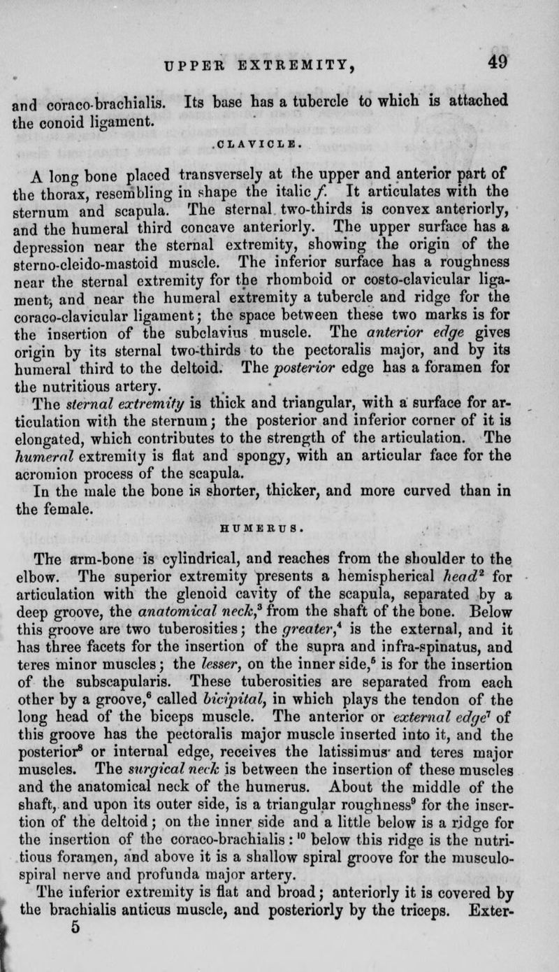 UPPER EXTREMITY, and coraco-brachialis. Its base has a tubercle to which is attached the conoid ligament. .CLAVICLE. A lon» bone placed transversely at the upper and anterior part of the thorax, resembling in shape the italic/. It articulates with the sternum and scapula. The sternal two-thirds is convex anteriorly, and the humeral third concave anteriorly. The upper surface has a depression near the sternal extremity, showing the origin of the sterno-cleido-mastoid muscle. The inferior surface has a roughness near the sternal extremity for the rhomboid or costo-clavicular liga- mentj and near the humeral extremity a tubercle and ridge for the coraco-clavicular ligament; the space between these two marks is for the insertion of the subclavius muscle. The anterior edge gives origin by its sternal two-thirds to the pectoralis major, and by its humeral third to the deltoid. The posterior edge has a foramen for the nutritious artery. The sternal extremity is thick and triangular, with a surface for ar- ticulation with the sternum ; the posterior and inferior corner of it is elongated, which contributes to the strength of the articulation. The humeral extremity is flat and spongy, with an articular face for the acromion process of the scapula. In the male the bone is shorter, thicker, and more curved than in the female. HUMERU s. The arm-bone is cylindrical, and reaches from the shoulder to the elbow. The superior extremity presents a hemispherical head2 for articulation with the glenoid cavity of the scapula, separated by a deep groove, the anatomical neck,3 from the shaft of the bone. Below this groove are two tuberosities; the greater* is the external, and it has three facets for the insertion of the supra and infraspinatus, and teres minor muscles; the lesser, on the inner side,6 is for the insertion of the subscapularis. These tuberosities are separated from each other by a groove,8 called bicipital, in which plays the tendon of the long head of the biceps muscle. The anterior or external edge1 of this groove has the pectoralis major muscle inserted into it, and the posterior8 or internal edge, receives the latissimua- and teres major muscles. The surgical neck is between the insertion of these muscles and the anatomical neck of the humerus. About the middle of the shaft, and upon its outer side, is a triangular roughness9 for the inser- tion of the deltoid; on the inner side and a little below is a rjdge for the insertion of the coraco-brachialis :10 below this ridge is the nutri- tious foramen, and above it is a shallow spiral groove for the musculo- spiral nerve and profunda major artery. The inferior extremity is flat and broad; anteriorly it is covered by the brachialis anticus muscle, and posteriorly by the triceps. Exter- 5