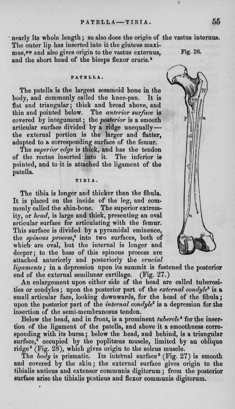 nearly its whole length; so also does the origin of the vastus internus. The outer lip has inserted into it the gluteus maxi- mus,«,p and also gives origin to the vastus externus, Fig. 26. and the short head of the biceps flexor cruris. PATELLA. The patella is the largest sesamoid bone in the body, and commonly called the knee-pan. It is flat and triangular; thick and broad above, and thin and pointed below. The anterior surface is covered by integument; the posterior is a smooth articular surface divided by a ridge unequally— the external portion is the larger and flatter, adapted to a corresponding surface of the femur. The superior edge is thick, and has the tendon of the rectus inserted into it. The inferior is pointed, and to it is attached the ligament of the patella. The tibia is longer and thicker than the fibula. It is placed on the inside of the leg, and com- monly called the shin-bone. The superior extrem- ity, or head, is large and thick, presenting an oval articular surface for articulating with the femur. This surface is divided by a pyramidal eminence, the spinous process* into two surfaces, both of which are oval, but the internal is longer and deeper; to the base of this spinous process are attached anteriorly and posteriorly the crucial ligaments ; in a depression upon its summit is fastened the posterior end of the external semilunar cartilage. (Fig. 27.) An enlargement upon either side of the head are called tuberosi- ties or condyles; upon the posterior part of the external condyle* is a small articular face, looking downwards, for the head of the fibula; upon the posterior part of the internal condyle2 is a depression for the insertion of the semi-membranosus tendon. Below the head, and in front, is a prominent tubercle6 for the inser- tion of the ligament of the patella, and above it a smoothness corre- sponding with its bursa; below the head, and behind, is a triangular surface,4 occupied by the poplitseus muscle, limited by an oblique ridge5 (Fig. 28), which gives origin to the soleus muscle. The body is prismatic. Its internal surface8 (Fig. 27) is smooth and covered by the skin; the external surface gives origin to the tibialis anticus and extensor communis digitorum; from the posterior surface arise the tibialis posticus and flexor communis digitorum.