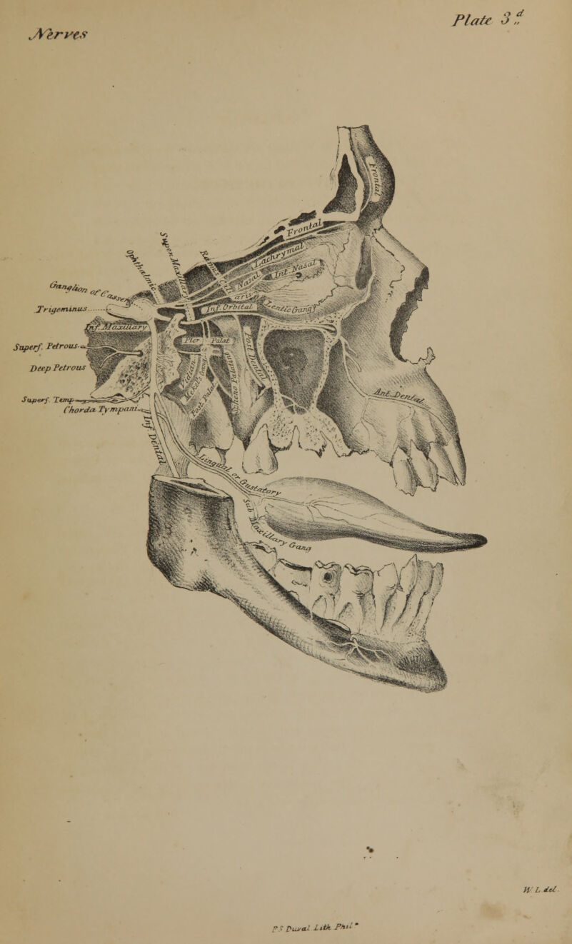lA/eryfs Plate 3 f. Trigeminus Super/. Petrous Deep Petrous HI. del  r Puva! Xitt P*<