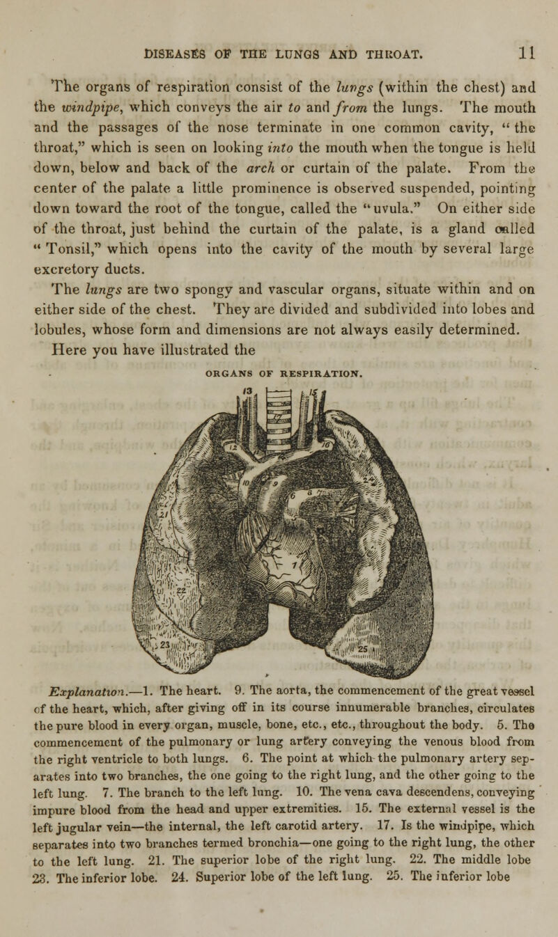 The organs of respiration consist of the lungs (within the chest) and the windpipe, which conveys the air to wi\ from the lungs. The mouth and the passages of the nose terminate in one common cavity,  the throat, which is seen on looking into the mouth when the tongue is held down, below and back of the arch or curtain of the palate. From the center of the palate a little prominence is observed suspended, pointing down toward the root of the tongue, called the uvula. On either side of the throat, just behind the curtain of the palate, is a gland called  Tonsil, which opens into the cavity of the mouth by several large excretory ducts. The lungs are two spongy and vascular organs, situate within and on either side of the chest. They are divided and subdivided into lobes and lobules, whose form and dimensions are not always easily determined. Here you have illustrated the ORGANS OF RESPIRATION. (3, Explanation.—1. The heart. 9. The aorta, the commencement of the great vessel of the heart, which, after giving off in its course innumerable branches, circulates the pure blood in every organ, muscle, bone, etc., etc., throughout the body. 5. The commencement of the pulmonary or lung artery conveying the venous blood from the right ventricle to both lungs. 6. The point at which the pulmonary artery sep- arates into two branches, the one going to the right lung, and the other going to the left lung. 7. The branch to the left lung. 10. The vena cava de6cendens, conveying impure blood from the head and upper extremities. 15. The external vessel is the left jugular vein—the internal, the left carotid artery. 17. Is the windpipe, which separates into two branches termed bronchia—one going to the right lung, the other to the left lung. 21. The superior lobe of the right lung. 22. The middle lobe 23. The inferior lobe. 24. Superior lobe of the left lung. 25. The inferior lobe