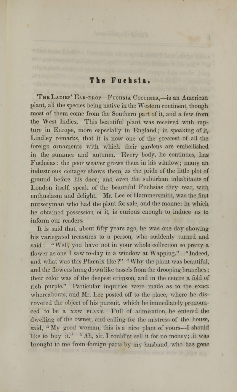 The Fuchsia. The Ladies' Ear-drop—Fuchsia Coccixea,—is an American plant, all the species being native in the Western continent, though most of them come from the Southern part of it, and a few from the West Indies. This beautiful plant was received with rap- ture in Europe, more especially in England; in speaking of it, Liudley remarks, that it is now one of the greatest of all the foreign ornaments with which their gardens are embellished in the summer and autumn. Every body, he continues, has Fuchsias: the poor weaver grows them in his window; many an industrious cottager shows them, as the pride of the little plot of ground before his door; and even the suburban inhabitants of London itself, speak of the beautiful Fuchsias they rear, with enthusiasm and delight. Mr. Lee of Hammersmith, was the first nurseryman who had the plant for sale, and the manner in which he obtained possession of it, is curious enough to induce us to inform our readers. It is said that, about fifty years ago, he was one day showing his variegated treasures to a person, who suddenly turned and said :  Well, you have not in your whole collection so pretty a flower as one I saw to-day in a window at Wapping. Indeed, and what was this Phoenix like ? Why the plant was beautiful, and the flowers hung down like tassels from the drooping branches; their color was of the deepest crimson, and in the centre a fold of rich purple. Particular inquiries Avere made as to the exact whereabouts, and Mr. Lee posted off to the place, where he dis- covered the object of his pursuit, which he immediately pronoun- ced to be a new plant. Full of admiration, he entered the dwelling of the owner, and calling for the mistress of the house, said, My good woman, this is a niee plant of yours—I should like to buy it. Ah, sir. I eould'nt sell it for no money; .it was brought to me from foreign parts by my husband, who has gone