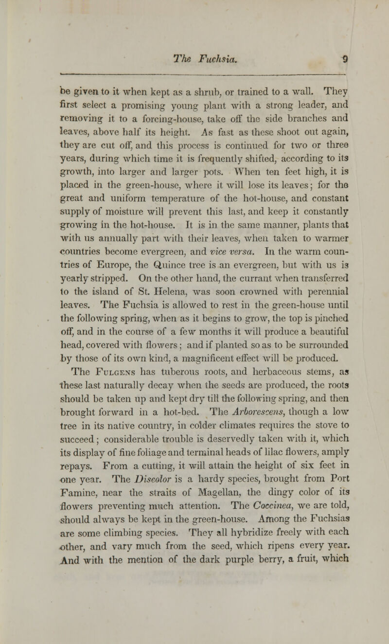 be given to it when kept as a shrub, or trained to a wall. They first select a promising young plant with a strong leader, and removing it to a forcing-house, take off the side branches and leaves, above half its height. As fast as these shoot out again, they are cut off, and this process is continued for two or three years, during which time it is frequently shifted, according to its growth, into larger and larger pots. When ten feet high, it is placed in the green-house, where it will lose its leaves; for the great and uniform temperature of the hot-house, and constant supply of moisture will prevent this last, and keep it constantly growing in the hot-house. It is in the same manner, plants that with us annually part with their leaves, when taken to warmer countries become evergreen, and vice versa. In the warm coun- tries of Europe, the Quince tree is an evergreen, but with us is yearly stripped. On the other hand, the currant when transferred to the island of St. Helena, was soon crowned with perennial leaves. The Fuchsia is allowed to rest in the green-house until the following spring, when as it begins to grow, the top is pinched off, and in the course of a few months it will produce a beautiful head, covered with flowers; and if planted so as to be surrounded by those of its own kind, a magnificent effect will be produced. The Fulgens has tuberous roots, and herbaceous stems, as these last naturally decay when the seeds are produced, the roots should be taken up and kept dry till the following spring, and then brought forward in a hot-bed. The Arborescens, though a low tree in its native country, in colder climates requires the stove to succeed; considerable trouble is deservedly taken with it, which its display of fine foliage and terminal heads of lilac flowers, amply repays. From a cutting, it will attain the height of six feet in one year. The Discolor is a hardy species, brought from Port Famine, near the straits of Magellan, the dingy color of its flowers preventing much attention. The Coccinea, we are told, should always be kept in the green-house. Among the Fuchsias are some climbing species. They all hybridize freely with each other, and vary much from the seed, which ripens every year. And with the mention of the dark purple berry, a fruit, which