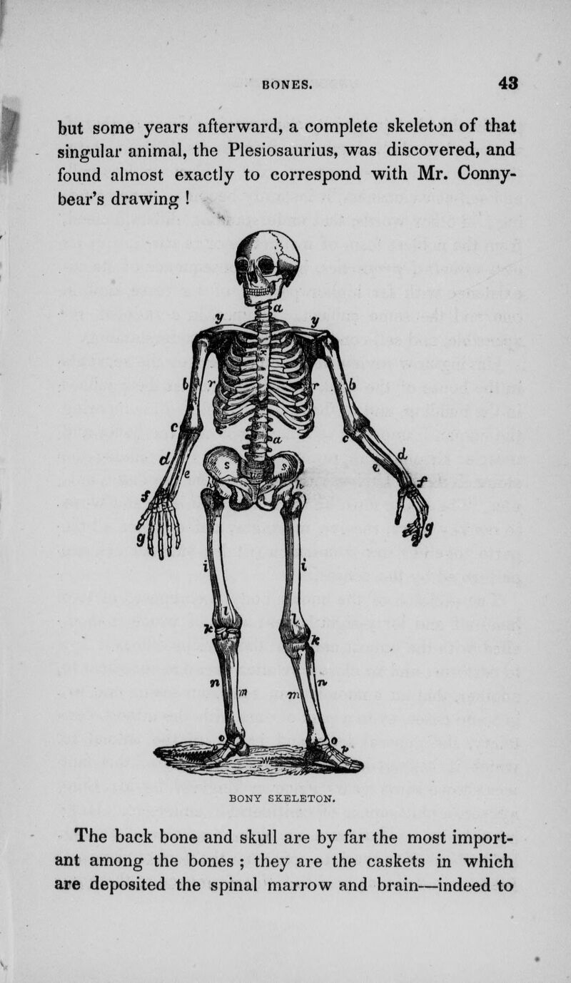 I but some years afterward, a complete skeleton of that singular animal, the Plesiosaurius, was discovered, and found almost exactly to correspond with Mr. Conny- bear's drawing ! BONY SKELETON. The back bone and skull are by far the most import- ant among the bones ; they are the caskets in which are deposited the spinal marrow and brain—indeed to