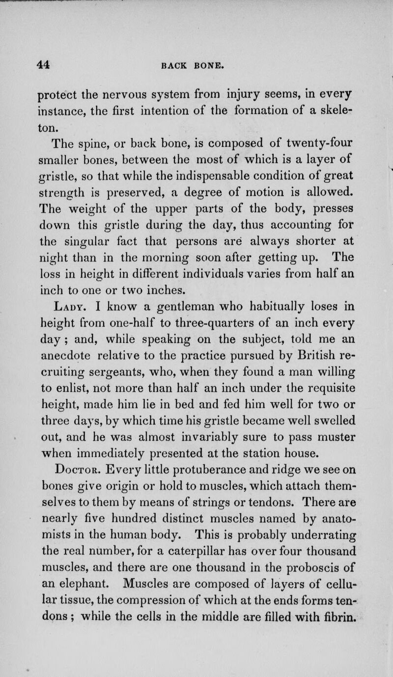 protect the nervous system from injury seems, in every instance, the first intention of the formation of a skele- ton. The spine, or back bone, is composed of twenty-four smaller bones, between the most of which is a layer of gristle, so that while the indispensable condition of great strength is preserved, a degree of motion is allowed. The weight of the upper parts of the body, presses down this gristle during the day, thus accounting for the singular fact that persons are always shorter at night than in the morning soon after getting up. The loss in height in different individuals varies from half an inch to one or two inches. Lady. I know a gentleman who habitually loses in height from one-half to three-quarters of an inch every day ; and, while speaking on the subject, told me an anecdote relative to the practice pursued by British re- cruiting sergeants, who, when they found a man willing to enlist, not more than half an inch under the requisite height, made him lie in bed and fed him well for two or three days, by which time his gristle became well swelled out, and he was almost invariably sure to pass muster when immediately presented at the station house. Doctor. Every little protuberance and ridge we see on bones give origin or hold to muscles, which attach them- selves to them by means of strings or tendons. There are nearly five hundred distinct muscles named by anato- mists in the human body. This is probably underrating the real number, for a caterpillar has over four thousand muscles, and there are one thousand in the proboscis of an elephant. Muscles are composed of layers of cellu- lar tissue, the compression of which at the ends forms ten- dons ; while the cells in the middle are filled with fibrin.