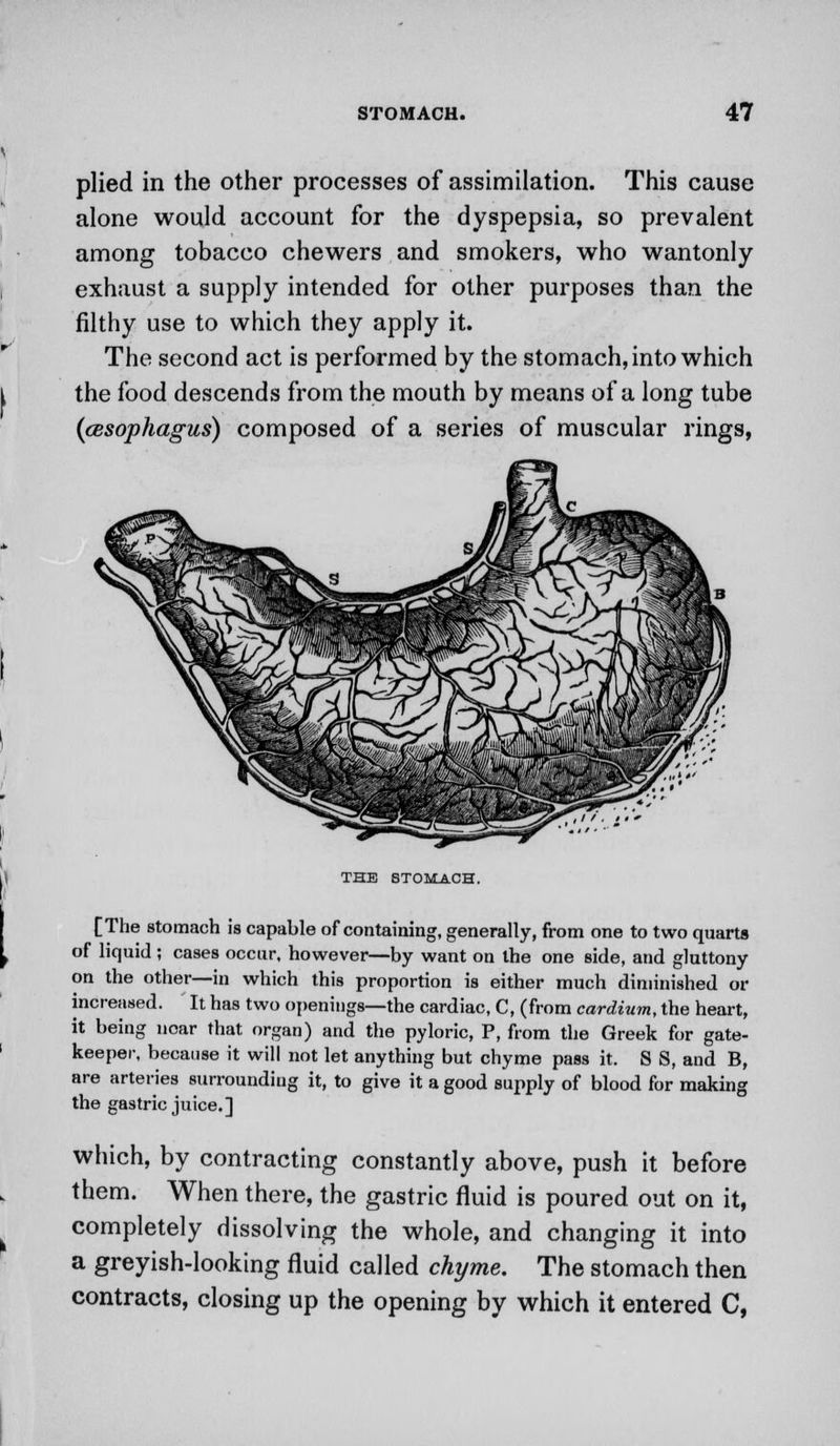 plied in the other processes of assimilation. This cause alone would account for the dyspepsia, so prevalent among tobacco chewers and smokers, who wantonly exhaust a supply intended for other purposes than the filthy use to which they apply it. The second act is performed by the stomach, into which the food descends from the mouth by means of a long tube (cBsophagus) composed of a series of muscular rings, THE STOMACH. [The stomach is capable of containing, generally, from one to two quarts of liquid ; cases occur, however—by want on the one side, and gluttony on the other—in which this proportion is either much diminished or increased. It has two openings—the cardiac, C, (from cardium, the heart, it being near that organ) and the pyloric, P, from the Greek for gate- keeper, because it will not let anything but chyme pass it. S S, and B, are arteries surrounding it, to give it a good supply of blood for making the gastric juice.] which, by contracting constantly above, push it before them. When there, the gastric fluid is poured out on it, completely dissolving the whole, and changing it into a greyish-looking fluid called chyme. The stomach then contracts, closing up the opening by which it entered C,