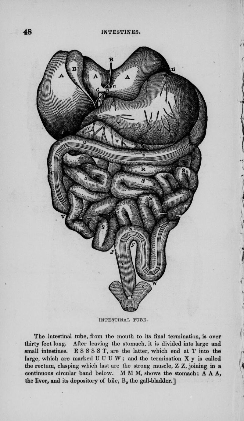 INTESTINAL TUBE. The intestinal tube, from the mouth to its final termination, is over thirty feet long. After leaviug the stomach, it is divided into large and small intestines. R S S S S T, are the latter, which end at T into the large, which are marked U U U W; and the termination X y is called the rectum, clasping which last are the strong muscle, Z Z, joining in a continuous circular band below. M M M, shows the stomach; A A A, the liver, and its depositoiy of bile, B, the gall-bladder.]