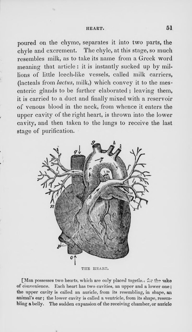poured on the chyme, separates it into two parts, the chyle and excrement. The chyle, at this stage, so much resembles milk, as to take its name from a Greek word meaning that article : it is instantly sucked up by mil- lions of little leech-like vessels, called milk carriers, (lacteals from lactus, milk,) which convey it to the mes- enteric glands to be further elaborated ; leaving them, it is carried to a duct and finally mixed with a reservoir of venous blood in the neck, from whence it enters the upper cavity of the right heart, is thrown into the lower cavity, and then taken to the lungs to receive the last stage of purification. THE HEART. [Man possesses two hearts, which are only placed togethct for tha sake of convenience. Each heart has two cavities, an upper and a lower one; the upper cavity is called an auricle, from its resembling, in shape, an animal's ear; the lower cavity is called a ventricle, from its shape, resem- bling a belly. The sudden expansion of the receiving chamber, or auricle