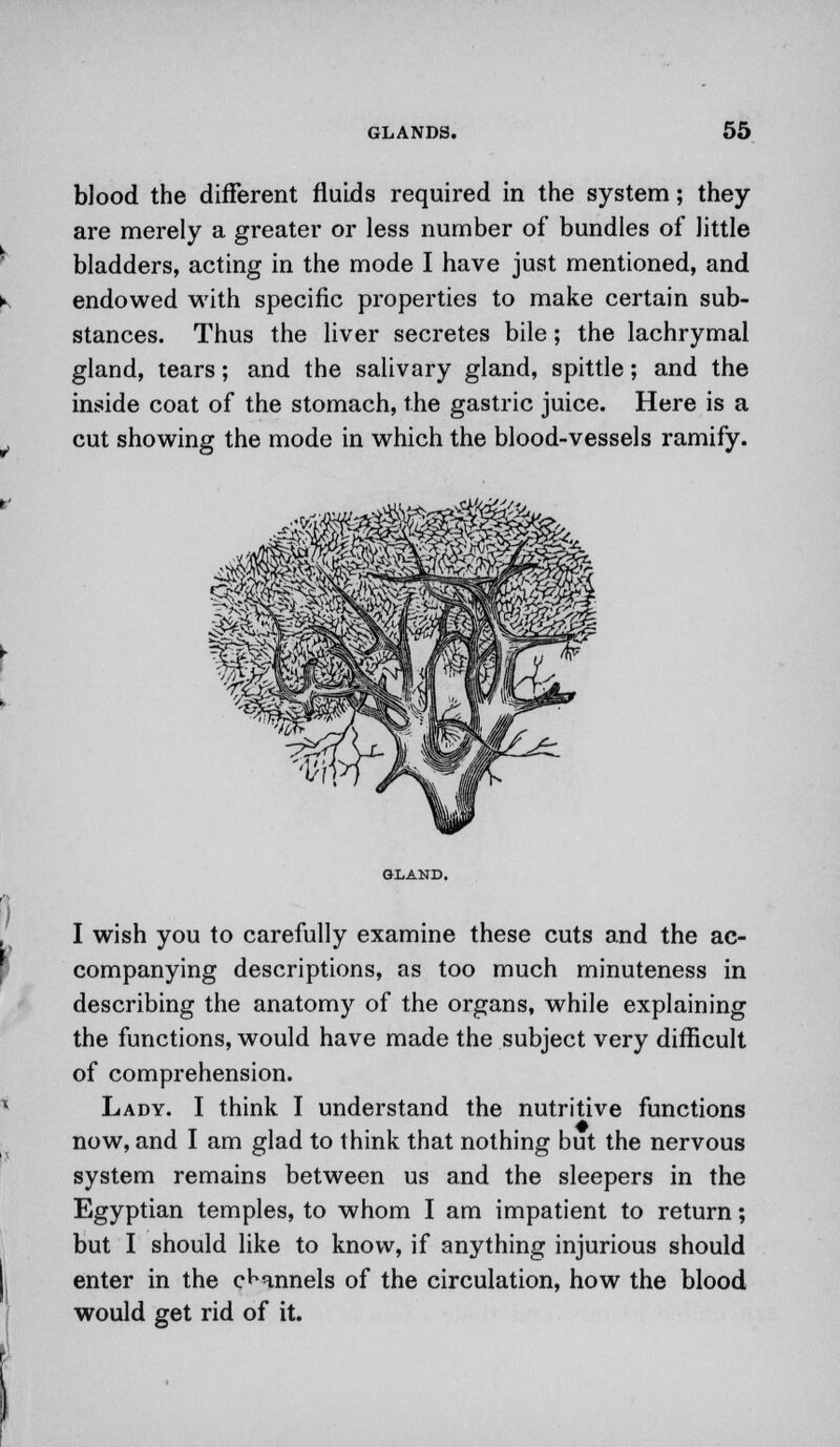 blood the different fluids required in the system; they are merely a greater or less number of bundles of little bladders, acting in the mode I have just mentioned, and endowed with specific properties to make certain sub- stances. Thus the liver secretes bile; the lachrymal gland, tears; and the salivary gland, spittle; and the inside coat of the stomach, the gastric juice. Here is a cut showing the mode in which the blood-vessels ramify. I wish you to carefully examine these cuts and the ac- companying descriptions, as too much minuteness in describing the anatomy of the organs, while explaining the functions, would have made the subject very difficult of comprehension. Lady. I think I understand the nutritive functions now, and I am glad to think that nothing but the nervous system remains between us and the sleepers in the Egyptian temples, to whom I am impatient to return; but I should like to know, if anything injurious should enter in the channels of the circulation, how the blood would get rid of it.