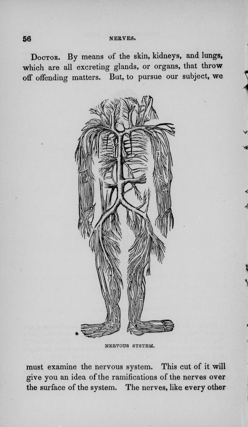 Doctor. By means of the skin, kidneys, and lungs, which are all excreting glands, or organs, that throw off offending matters. But, to pursue our subject, we NEEVOU3 SYSTEM. must examine the nervous system. This cut of it will give you an idea of the ramifications of the nerves over the surface of the system. The nerves, like every other