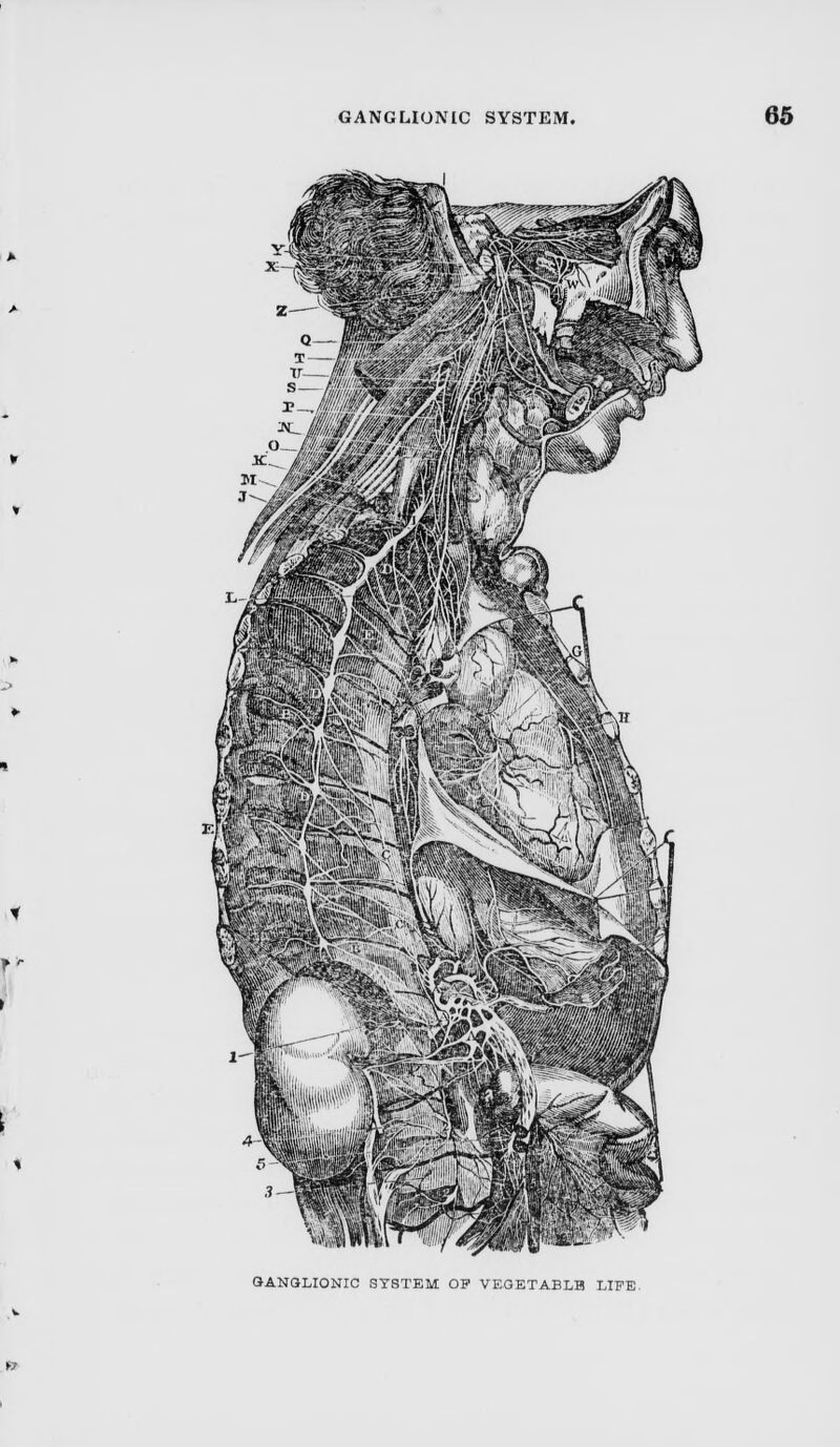 GANGLIONIC SYSTEM OP VEGETABLE LIFE.