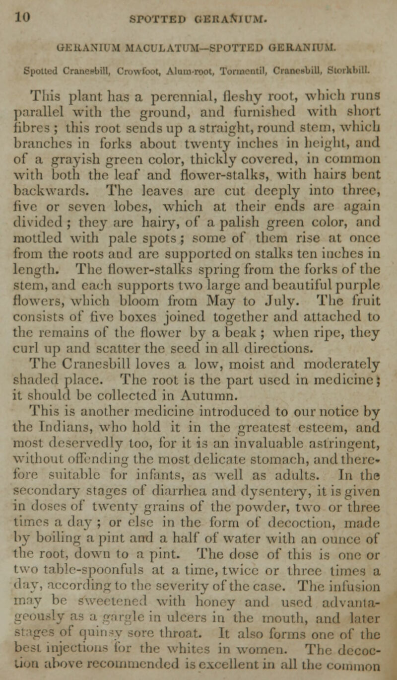 lii.KANUM ICAOULATUM—SPOTTED OH Spotted CrusabiH, Crowfoot, Alumroot, Tonnentfl, CraanbUl, StorMriH. This plant has a perennial, fleshy root, which runs parallel with the ground, and furnished with short fibres; this root sends up a straight, round stem, which branches in forks about twenty inches in height, and of a grayish green color, thickly covered, in common with both the leaf and flower-stalks, with hairs bent backwards. The leaves are cut deeply into three, live or seven lobes, which at their ends arc again divided ; they are hairy, of a palish green color, and mottled with pale spots ; some of them rise at once from the roots and are supported on stalks ten inches in length. The flower-Stalks spring from the forks of the stem, and each supports two large and beautiful purple flowers, which bloom from May to July- The fruit lists of five boxes joined together and attached to the remains of the flower by a beak ; when ripe, they curl up and scatter the seed in all directions. The Cranesbill loves a low, moist and moderately shaded place. The root is the part used in medicine; it should be collected in Autumn. This is another medicine introduced to our notice by the Indians, who hold it in the greatest esteem, and most deservedly too, for it is an invaluable astringent, without offending the most delicate stomach, and there* fore suitable for infants, as well as adults. In the secondary stages of diarrhea and dysentery, it is given in doses of twenty grains of the powder, two or three times a day ; or else in the form of decoction, made by boiling a pint and a hall of water with an ounce of the root, down to a pint. The dose of this is one or two table-spoonfuls at a time, twice or three tin* day, according to the severity of the case. The infusion may be Sweetened with honey and used advanta- in the mouth, and I f quinsy sore throat. It also forms one of ihe best injections tor the whites in women. The <|. lion above recommended is excellent in all the common