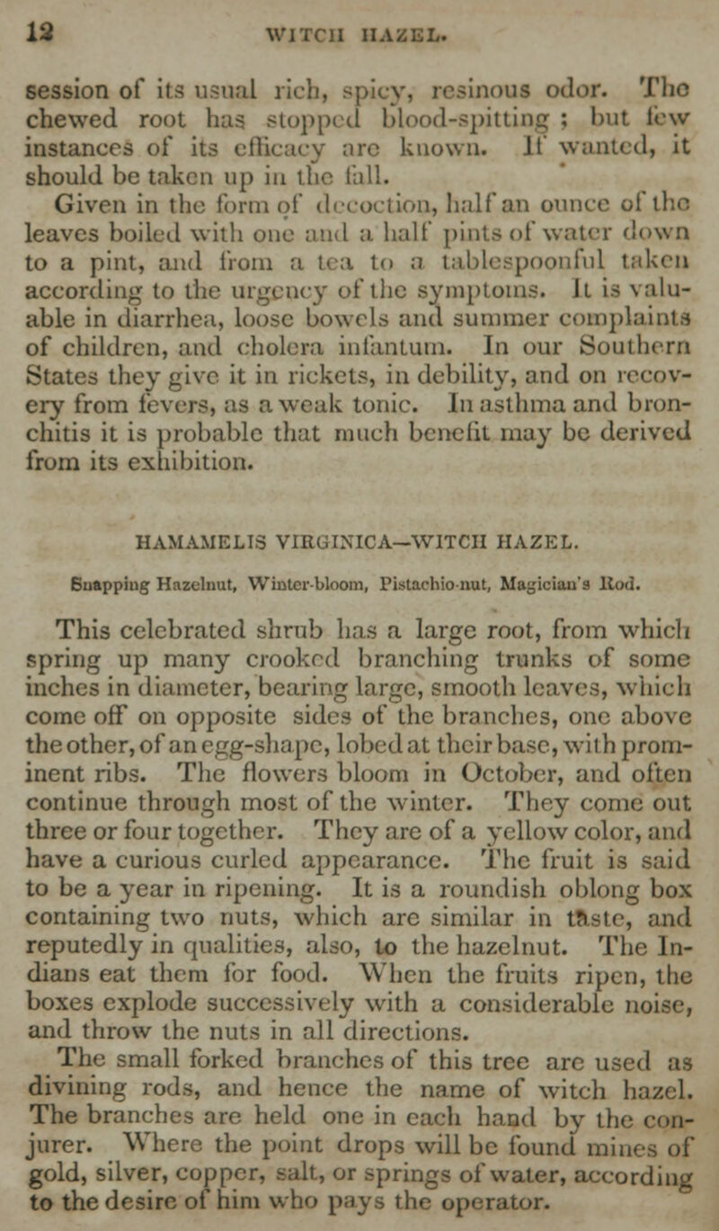 session of its usual rich, spicy, resinous odor. The chewed root has stopped blood-spitting ; but few instances of its efficacy arc known. H wanted, it should be taken up in the fall. Given in the form of decoction, half an ounce of the leaves boiled with one and a half pints of water down to a pint, and from a tea to a tablespoonful taken according to the urgency of the symptoms. It is valu- able in diarrhea, loose bowels and summer complaints of children, and cholera infantum. In our Southern States they give it in rickets, in debility, and on recov- ery from fevers, as a weak tonic. In asthma and bron- chitis it is probable that much benefit may be derived from its exhibition. HAMAMELIS VIRUTNICA—WITCH HAZEL. Buappiug Hazelnut, Winter-bloom, Pistachio-nut, Magician's Bod. This celebrated shrub has a large root, from which spring up many crooked branching trunks of some inches in diameter, bearing large, smooth leaves, which come off on opposite sides of the branches, one above the other, of an egg-shape, lobedat their base, with prom- inent ribs. The flowers bloom in October, and often continue through most of the winter. They come out three or four together. They are of a yellow color, and have a curious curled appearance. The fruit is said to be a year in ripening. It is a roundish oblong box containing two nuts, which arc similar in taste, and reputedly in qualities, also, to the hazelnut. The In- dians eat them for food. When the fruits ripen, the boxes explode successively with a considerable noise, and throw the nuts in all directions. The small forked branches of this tree are used as divining rods, and hence the name of witch hazel. The branches are held one in each hand by the con- jurer. Where the point drops will be found mines of gold, silver, copper, salt, or springs of water, according to the desire of him who pays the operator.