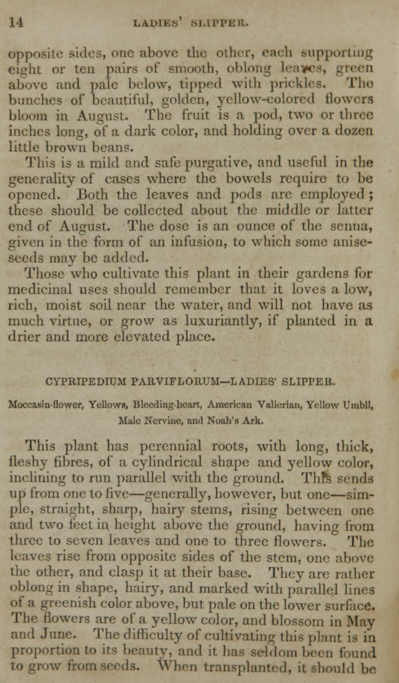 opposite aides, one above the other, each supporting eight or ten pairs of smooth, oblong leaves, green above and pale below, tipped with prickles. The bunches of beautiful, golden, yellow-colored flowers bloom in August. The fruit is a pod, two or three inches long, of a dark color, and holding over a dozen little brown beans. This is a mild and safe purgative, and useful in the generality of cases where the bowels require to be opened. Both the leaves and pods are employed ; these should be collected about the middle or latter end of August. The dose is an ounce of the senna, given in the form of an infusion, to which some anise- seeds may be added. Those who cultivate this plant in their gardens for medicinal uses should remember that it loves a low, rich, moist soil near the water, and will not have as much virtue, or grow as luxuriantly, if planted in a drier and more elevated place. CYPRIPEDIUM PARVIFLORUM—LADIES' SLIPPER. Moccasin-flower, Yellows, Bleeding-heart, American Valierian, Yellow Umbll, Male Nervine, and Noah's Ark. This plant has perennial roots, with long, thick, fleshy fibres, of a cylindrical shape and yellow color, inclining to run parallel with the ground. Thfs sends up from one to five—generally, however, but one—sim- ple, straight, sharp, hairy stems, rising between one and two feet in height above the ground, having from three to seven leaves and one to three flowers. The leaves rise from opposite sides of the stem, one above the other, and clasp it at their base. They are rather oblong in shape, hairy, and marked with parallel lines of a greenish color above, but pale on the lower surface. The flowers are of a yellow color, and blossom in May and June. The difliculty of cultivating this plant is in proportion to its beauty, and it has seldom been found to grow from seeds. When transplanted, it should be