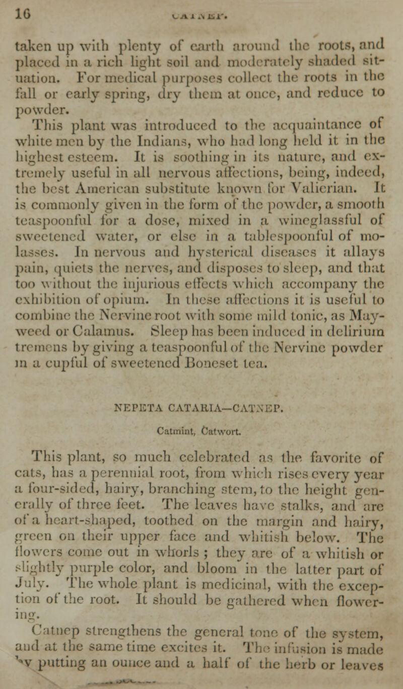 1G LALSlil' taken up with plenty of earth around the roots, and placed in a rich light soil and moderately shaded sit- uation. For medical purposes collect the roots in the fall or early spring, dry them at. once, and reduce to powder. This plant was introduced to the acquaintance of white men by the Indians, who had long held it in the highest esteem. It is soothing in its nature, and ex- tremely useful in all nervous affections, being, indeed, the best American substitute known for Valierian. It is commonly given in the form of the powder, a smooth teaspoonful for a dose, mixed in a wineglassful of sweetened water, or else in a tablespoonful of mo- lasses. In nervous and hysterical diseases it allays pain, quiets the nerves, and disposes to sleep, and that too without the injurious elfeets which accompany the exhibition of opium. In these affections it is useful to combine ihi' Nervine root with some mild tonic, as May- weed or Calamus. Sleep has ben induced in delirium trenn as by giving a teaspoonful of the Nervine powder m a cupful of sweetened Boneset tea. NEPETA CATARIA— CA'l Catinint, Catwort. This plant, so much celebrated as the favorite of cats, has a perennial root, from which rises every year a four-sided, hairy, branching stem, to the height i erally of three feet. The leaves have stalks, and of a heart-shaped, toothed on the margin and hairy, green on their upper face and whitish below. The flowers come out in whorls ; they are of a whitish or slightly purple color, and bloom in the latter part of July. The whole plant is medicinal, with the excep- tion of the root. It should be gathered when flower- ing. Catuep strengthens the general tone of the system, and at die same time excites it. The infusion is made