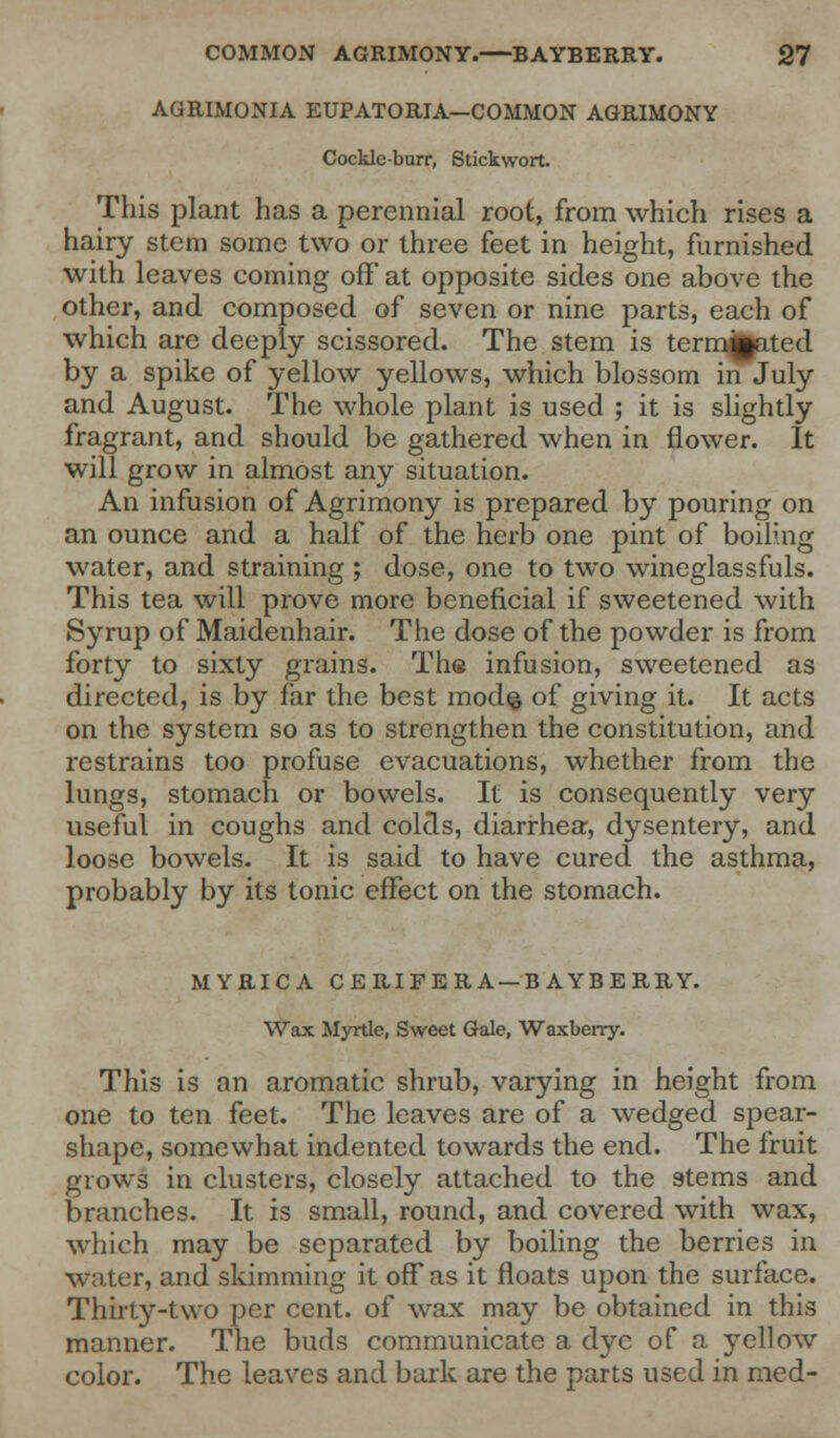 AGRIMONIA EUPATORIA—COMMON AGRIMONY Cockle burr, Stick wort. This plant has a perennial root, from which rises a hairy stem some two or three feet in height, furnished with leaves coming off at opposite sides one above the other, and composed of seven or nine parts, each of which are deeply scissored. The stem is term^fcated by a spike of yellow yellows, which blossom in July and August. The whole plant is used ; it is slightly fragrant, and should be gathered when in flower. It will grow in almost any situation. An infusion of Agrimony is prepared by pouring on an ounce and a half of the herb one pint of boiling water, and straining ; dose, one to two wineglassfuls. This tea will prove more beneficial if sweetened with Syrup of Maidenhair. The dose of the powder is from forty to sixty grains. The infusion, sweetened as directed, is by far the best mod$ of giving it. It acts on the system so as to strengthen the constitution, and restrains too profuse evacuations, whether from the lungs, stomach or bowels. It is consequently very useful in coughs and colds, diarrhea, dysentery, and loose bowels. It is said to have cured the asthma, probably by its tonic effect on the stomach. MYRICA CERIFERA —BAYBERRY. Wax Myrtle, Sweet Gale, Waxberry. This is an aromatic shrub, varying in height from one to ten feet. The leaves are of a wedged spear- shape, somewhat indented towards the end. The fruit grows in clusters, closely attached to the stems and branches. It is small, round, and covered with wax, which may be separated by boiling the berries in water, and skimming it off as it floats upon the surface. Thirty-two per cent, of wax may be obtained in this manner. The buds communicate a dye of a yellow color. The leaves and bark are the parts used in med-