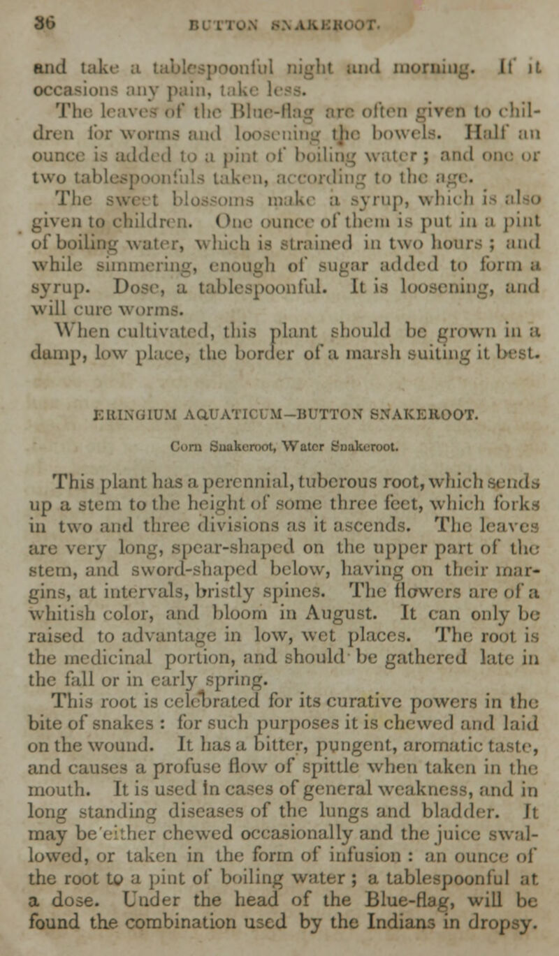 30 and lake a toni'ul night and niotii. i . It' iL any pain, Lake • The leaves of the Blue-flag are often given to chil- dren lor worms and loosening the bowels. Half an ounce is added to a pint of boilin : and om two tablespoonfuls taken, according to the age. Tin1 swi oms nuke a syrup, which i a to children. One ounce of them is put in a pint of boiling water, which is strained in two boors ; and while simmering, enough of sugar added to form ;i ip. Dose, a tablespoonful. It is loosening, and will erne worms. When cultivated, this plant should be grown in a dump, low place, the border of a marsh suiting it 1 EBINGIUM AdUATII I M -in i >0T. Corn Sotkeroot) Water Soqkeroot This plant lias a perennial, tuberous rooty which up a stem to the height of some three feet, which (I in two and three divisions as it ascends. The fes are very Long, spear-shaped on the npper part of the stem, and sword-shaped below, having on their mar- gins, at intervals, bristly spines. The flowers are of a whitish color, and bloom in August. It can only be raised to advantage in low, wet places. The root is the medicinal portion, and should'be gathered late in the fall or in early spring. This root is celebrated for its curative powers in the bite of snakes : for such purposes it is chewed and laid on the wound. It has a bitter, pungent, aromatic taste, and causes a profuse flow of spittle when taken in the mouth. It is used in cases of general weakness, and in long standing diseases of the lungs and bladder. It may be'either chewed occasionally and the juice swal- lowed, or taken in the form of infusion : an ounce of the root to a pint of boiling water ; a tablespoon I ul at a dose. Under the head of the Blue-flag, will be found the combination used by the Indians in droj