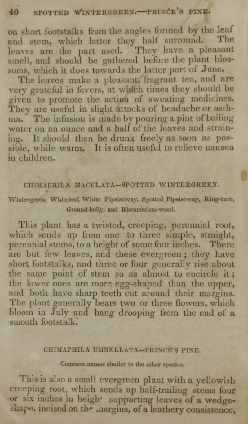 hort footstalks from the angles formed by the leai and stem, which latter they half sum.mid. The Ic.in the pan u<r<\. They have a plea U, and should be gathered before the planl bloa- soms, which it i\or< towards the Latter part of June. make a pleasanu fragranl tea, and are very grateful in fevers, at which times they should be a to promote the action of sweating medicines. They are useful in slight attacks of headache or asth- ma. The infusion is made by pouring a pinl ofboiling water on an ounce and a ball of the Leaves and strain ing. k should then be drunk freely as soon as pos- sible, while warm, It is often useful to relieve nau in children. CHIMAPHILA MACULATA-SPOTTICI) WTNTERGBBBN. Wiotergroeu, Whiteleaf, White Piptbeway, Spotted Pipsisowftgr, Kim: i Ground holly, anil Rheumatism w This plant has a twisted, creeping, perennial root, which .-ends up from one to three simple, Straight, unial steins, to a height of some four inches. Tl are hut few Leaves, and these evergreen ; they have short footstalks, and three or four generally rise about the sann; point of stem so as almost to encircle it ; the lower ones arc more egg-shaped than the upper, and both have sharp teeth cut around their margins. The plant generally bears two or three (lowers, which bloom in July and hang drooping from the end of a smooth footstalk. CHIMAPHILA UMBELLATA—PRINCE'S PINE. Common names similar to the other This is also a small evergreen plant with a yellowish ping root, which sends up half-trailing lour ix inches in heigb* supporting Igc- d on th** margins, i