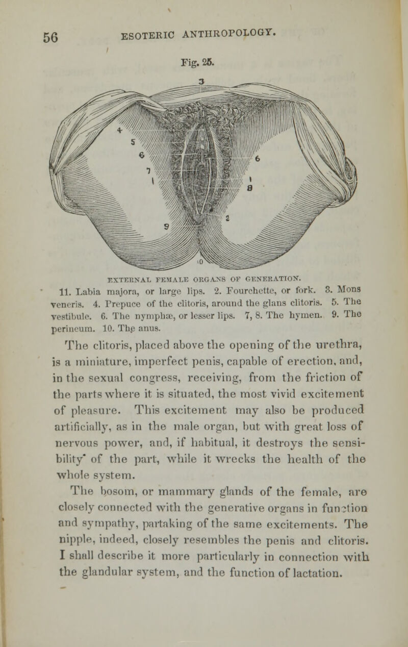 r.XTl'KNAI. FEMALE ORGANS OF GENEBATIOK. 11. Labia majora, or large lips. 2. Fourchette, or fork. 3. Moris Veneris. 4. Prepuce of the clitoris, around the glans clitoris. 5. The vestibule. 6. The nympb.se, or lesser lips. 7, 8. The hymen. 9. The perineum. 10. The aims. The clitoris, placed above the opening of the urethra, is a miniature, imperfect penis, capable of erection, and, in the sexual congress, receiving, from the friction of the parts where it is situated, the most vivid excitement of pleasure. This excitement may also be produced artificially, as in the male organ, but with great loss of nervous power, and, if habitual, it destroys the sensi- bility of the part, while it wrecks the health of the whole system. The bosom, or mammary glands of the female, are closely connected with the generative organs in function and sympathy, partaking of the same excitements. The nipple, indeed, closely resembles the penis and clitoris. I shall describe it more particularly in connection with the glandular system, and the function of lactation.