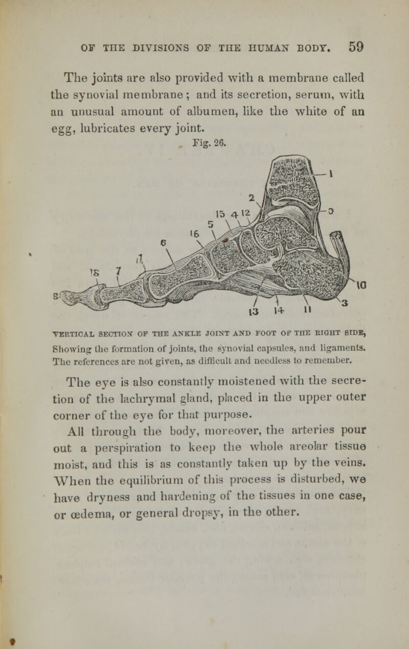 The joints are also provided with a membrane called the synovial membrane; and its secretion, serum, with an unusual amount of albumen, like the white of an egg, lubricates every joint. Fig. 26. VERTICAL SECTION OP THE ANKLE JOINT AND FOOT OF TITE EIGHT SIDE, Showing the formation of joints, the synovial capsules, and ligaments. The references are not given, as difficult and needless to remember. The eye is also constantly moistened with the secre- tion of the lachrymal gland, placed in the upper outer corner of the eye for that purpose. All through the body, moreover, the arteries pour out a perspiration to keep the whole areolar tissue moist, and this is as constantly taken up by the veins. When the equilibrium of this process is disturbed, we have dryness and hardening of the tissues in one case, or cedema, or general dropsy, in the other.