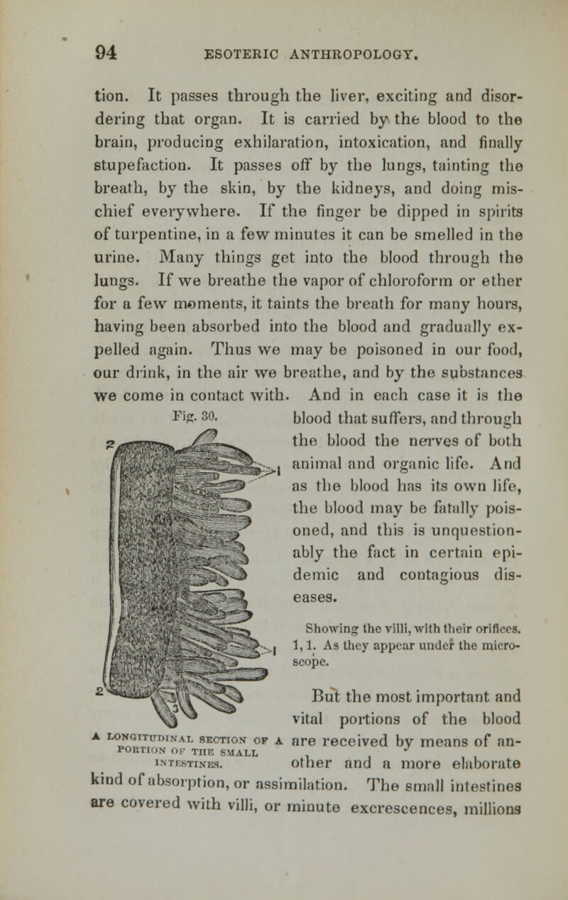 tion. It passes through the liver, exciting and disor- dering that organ. It is carried by the blood to the brain, producing exhilaration, intoxication, and finally stupefaction. It passes off by the lungs, tainting the breath, by the skin, by the kidneys, and doing mis- chief everywhere. If the finger be dipped in spirits of turpentine, in a few minutes it can be smelled in the urine. Many things get into the blood through the lungs. If we breathe the vapor of chloroform or ether for a few mements, it taints the breath for many hours, having been absorbed into the blood and gradually ex- pelled again. Thus we may be poisoned in our food, our drink, in the air we breathe, and by the substances we come in contact with. And in each case it is the blood that suffers, and through the blood the nerves of both animal and organic life. And as the blood has its own life, the blood may be fatally pois- oned, and this is unquestion- ably the fact in certain epi- demic and contagious dis- eases. Showing the villi, with their orifices. 1,1. As they appear under the micro- scope. But the most important and vital portions of the blood a LONGTTuniNAL section- of a are received by means of an- POKTION OF Tnrc SMALL J intestines, other and a more elaborate kind of absorption, or assimilation. The small intestines are covered with villi, or minute excrescences, millions