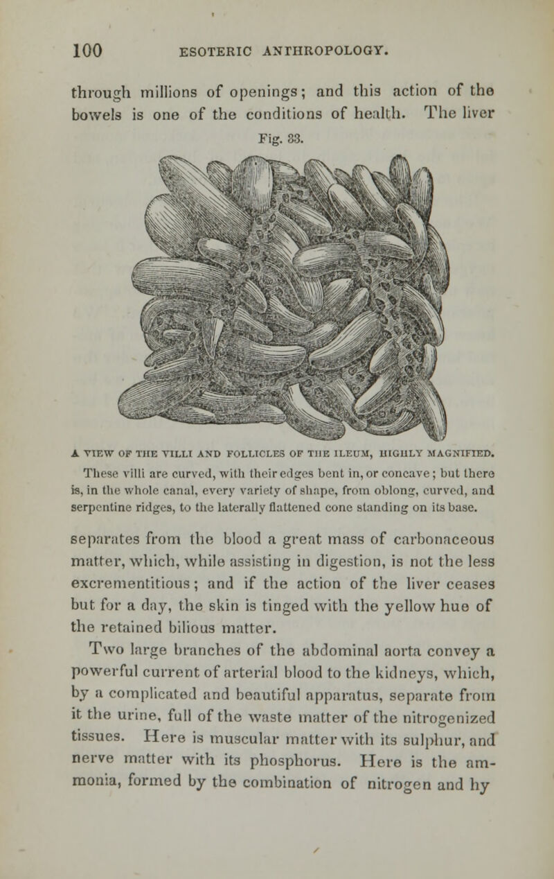 through millions of openings; and this action of the bowels is one of the conditions of health. The liver Fig. 83. A VIEW OF THE VILLI AND FOLLICLES OF THE ILEUM, UIGI1LY MAGNIFIED. These villi are curved, with their edges bent in, or concave; but there is, in the whole canal, every variety of shape, from oblong, curved, and serpentine ridges, to the laterally flattened cone standing on its base. separates from the blood a great mass of carbonaceous matter, which, while assisting in digestion, is not the less excrementitious; and if the action of the liver ceases but for a day, the skin is tinged with the yellow hue of the retained bilious matter. Two large branches of the abdominal aorta convey a powerful current of arterial blood to the kidneys, which, by a complicated and beautiful apparatus, separate from it the urine, full of the waste matter of the nitrogenized tissues. Here is muscular matter with its sulphur, and nerve matter with its phosphorus. Here is the am- monia, formed by the combination of nitrogen and hy