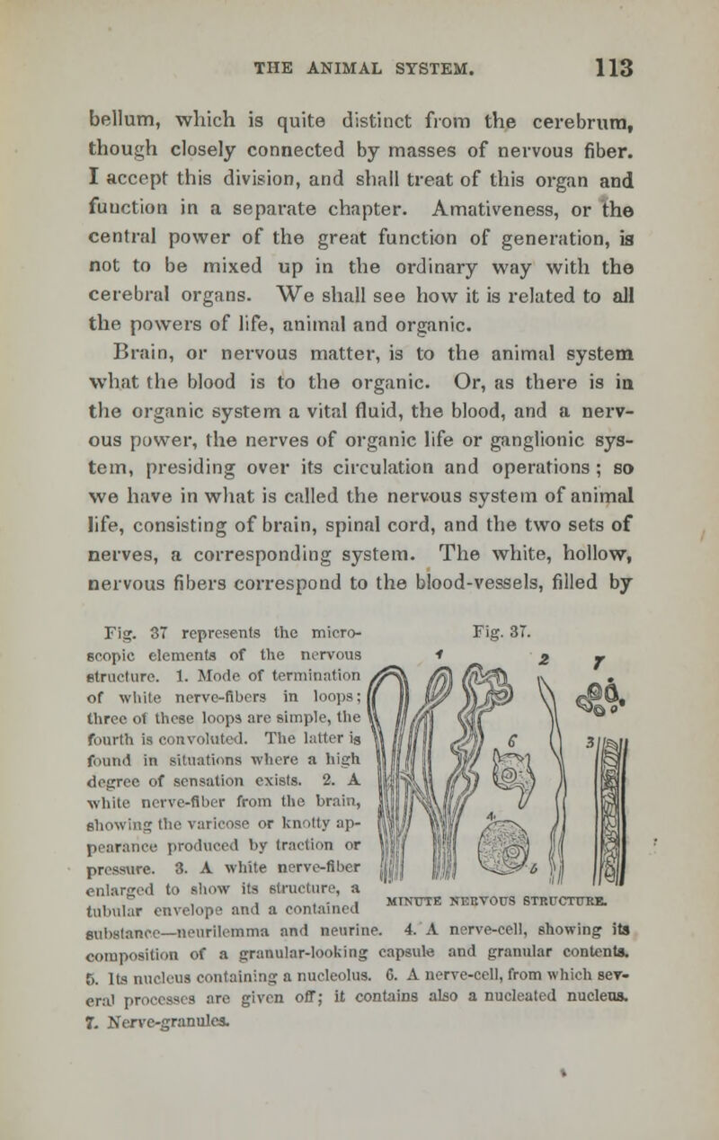 bellum, which is quite distinct from the cerebrum, though closely connected by masses of nervous fiber. I accept this division, and shall treat of this organ and function in a separate chapter. Amativeness, or the central power of the great function of generation, ia not to be mixed up in the ordinary way with the cerebral organs. We shall see how it is related to all the powers of life, animal and organic. Brain, or nervous matter, is to the animal system what the blood is to the organic. Or, as there is in the organic system a vital fluid, the blood, and a nerv- ous power, the nerves of organic life or ganglionic sys- tem, presiding over its circulation and operations; so we have in what is called the nervous system of animal life, consisting of brain, spinal cord, and the two sets of nerves, a corresponding system. The white, hollow, nervous fibers correspond to the blood-vessels, filled by Fig. 37 represents the micro- Fig. 3T. eeopic elements of the nervous structure. 1. Mode of termination of white nerve-fibers in loops;! three of these loops are simple, the fourth is convoluted. The latter is found in situations where a high degree of sensation exists. 2. A while nerve-fiber from the brain, showing the varicose or knotty ap- pearance produced by traction or pressure. 3. A white nerve-fiber enlarged to show its structure, a tubular envelope and a contained substance—neurilemma and neurine. 4. A nerve-cell, showing its composition of a granular-looking capsule and granular contents. 5. Its nucleus containing a nucleolus. 6. A nerve-cell, from which sev- eral processes are given off; it contains also a nucleated nucleus. 7. Nerve-granules. MTNTTTE NERVOUS STRUCTURE.