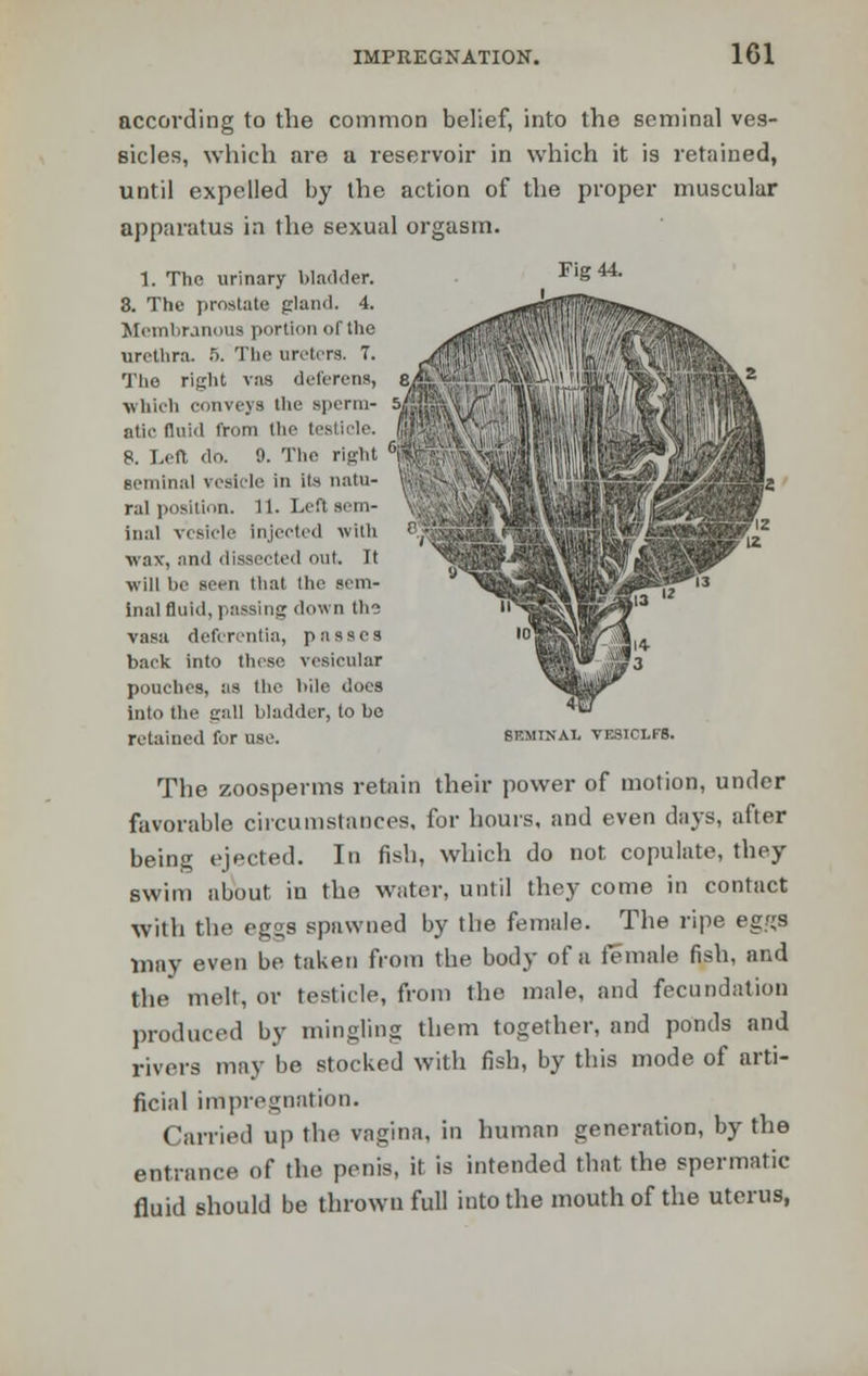 according to the common belief, into the seminal ves- sicles, which are a reservoir in which it is retained, until expelled by the action of the proper muscular apparatus in the sexual orgasm. 1. The urinary bladder. 8. The prostate gland. 4. Membranous portion of the urethra. 5. The ureters. 7. The right vas deferens, which conveys the sperm- atic fluid from the testicle. 8. Left do. 9. The right seminal vesicle in its natu- ral position. 11. Left sem- inal VCSicle injected with wax, and dissected out. It will be seen that the sem- inal fluid, passing down Ihi vasa deferentia, passes back into these vesicular pouches, as the bile does into the gall bladder, to be retained for use. Fig 44. 6F.MINAI. VESICXFS. The zoosperms retain their power of motion, under favorable circumstances, for hours, and even days, after being ejected. In fish, which do not copulate, they swim about in the water, until they come in contact with the eggs spawned by the female. The ripe eggs may even be taken from the body of a female fish, and the melt, or testicle, from the male, and fecundation produced by mingling them together, and ponds and rivers may be stocked with fish, by this mode of arti- ficial impregnation. Carried up the vagina, in human generation, by the entrance of the penis, it is intended that the spermatic fluid should be thrown full into the mouth of the uterus,