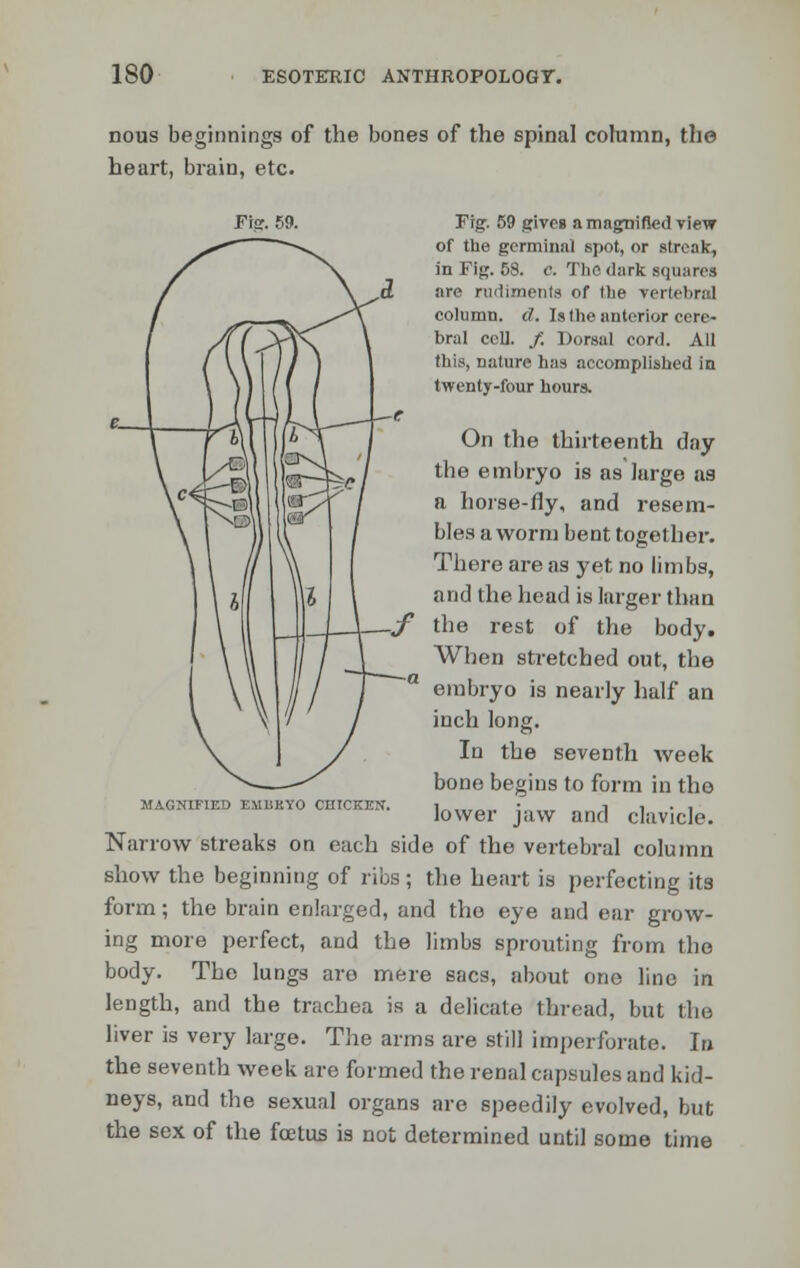 nous beginnings of the bones of the spinal column, the heart, brain, etc. Fig. 59. Fig. 59 gives a magnified view of the germinal spot, or streak, in Fig. 58. c. 'Die dark squares are rudiments of the vertebra! column, d. Is the anterior cere- bral coll. / Dorsal cord. All this, nature has accomplished in twenty-four hours. On the thirteenth day the embryo is as large as a horse-fly, and resem- bles a worm bent together. There are as yet no limbs, and the head is larger than the rest of the body. When stretched out, the embryo is nearly half an inch long. In the seventh week bone begins to form in tho MAGNIFIED EM1SKY0 CHICKEN. |„„, • . ■■ , . , lower jaw and clavicle. Narrow streaks on each side of the vertebral column show the beginning of ribs; the heart is perfecting its form; the brain enlarged, and tho eye and ear grow- ing more perfect, and the limbs sprouting from tho body. The lungs are mere sacs, about one line in length, and the trachea is a delicate thread, but the liver is very large. The arms are still imperforate. In the seventh week are formed the renal capsules and kid- neys, and the sexual organs are speedily evolved, but the sex of the foetus is not determined until some time