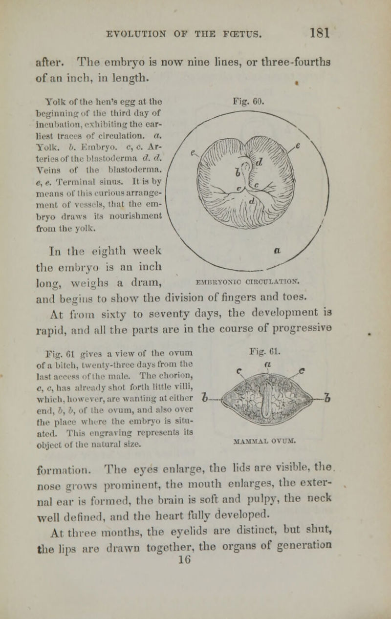 after. The embryo is now nine lines, or three-fourths of an inch, in length. , Yolk of the ben's egg at tlie Fig. 60. raing of the third day of Incubatii >n, e hil iting (he ear- liest tract a of circulation, a. Yolk. b. i rnbryo. o, 0. Ar- teri is i the blai toderma d. <i. Veins of the blaBtoderma. e, e. Terminal sinus, n is by means ol this curious arrange- iii.-nl ol I the em- bryo draws its nouri bmenl from the yolk. In the eighth week the embryo is an inch long, weighs ;i drain, embryonic orBCin.ATioN. and begins to show the division of fingers and toes. At from sixty to seventy days, the development is rapid, and all the parts are in the course of progressive r,i gives a viewof the ovum Fig. 61. of a bitch, twenty-three days from the last access ofthe male. The ciiori.ni, o,.-, has already shot forth little villi, which, however, are wanting at either h—^f1 ^5- iin, and also over Ihe place where the embryo is situ- ated. This engraving repri object ol the natural size. formation. The eyes enlarge, the lids are visible, the DOse grows prominent, the month enlarges, the exter- nal ear is formed, the brain is soft and pulpy, the neck well defined, and the heart folly developed. At three months, the eyelids are distinct, but shut, the lips are drawn together, the organs of generation 16 MAM MM- OVUM.