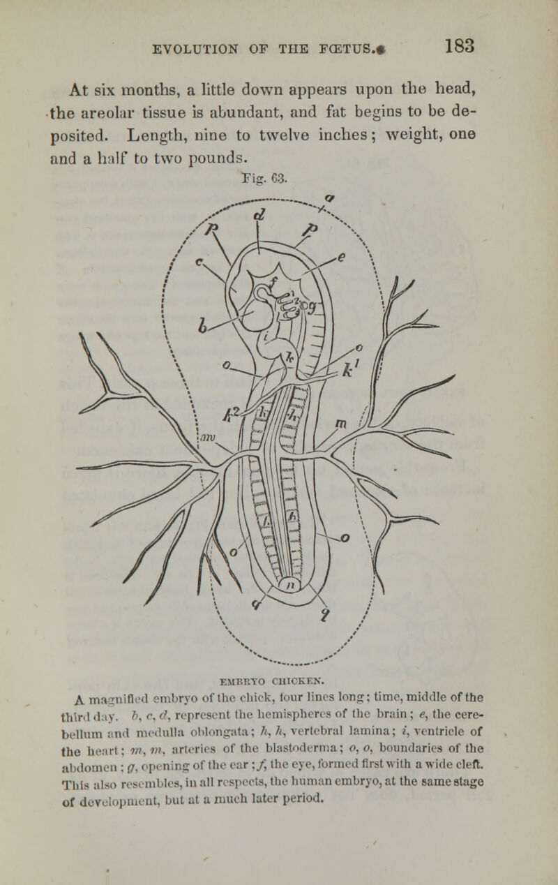 At six months, a little down appears upon the head, the areolar tissue is abundant, and fat begins to be de- posited. Length, nine to twelve inches; weight, one and a half to two pounds. 3Fig. 63. EMBRYO CHICKEN. A magnified embryo of the chick, four linos lonp;: time, middle of tbe third day. 6, <■■ ''■ represent the hemispheres of the brain; e, the cere- bellum Mul medulla oblongata; Ti, h, vertebral lamina; /.ventricle of the heart; w, w. arteries of the blastoderma; 0,0. boundaries of the abdomen ; g, opening of the ear;/ the eye, formed first with a wide cleft. This also resembles, iu all respects, the human embryo, at the same stage of development, but at a much later period.