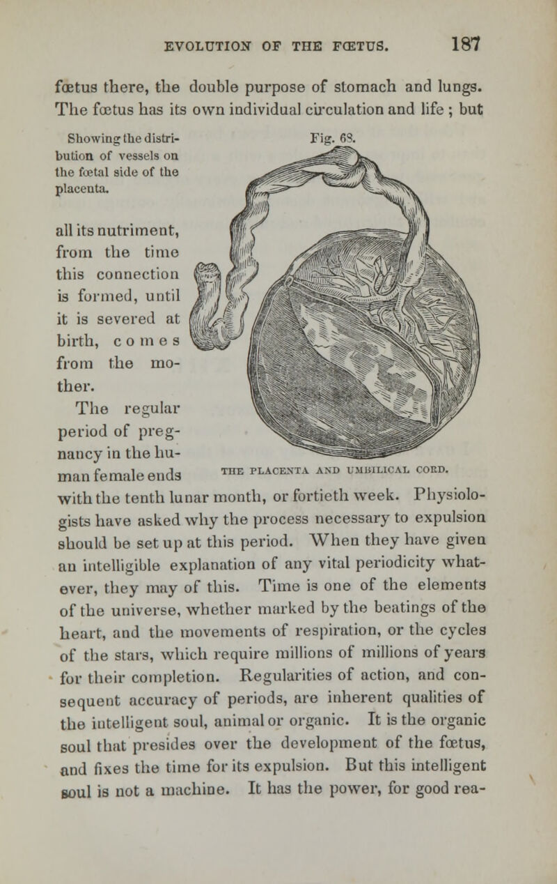 foetus there, the double purpose of stomach and lungs. The foetus has its own individual circulation and life ; but Showing the distri- bution of vessels on the foetal side of the placenta, all its nutriment, from the time this connection is formed, until it is severed at birth, comes from the mo- ther. The regular period of preg- nancy in the hu- man female ends TnE placenta and umihucai. coed. with the tenth lunar month, or fortieth week. Physiolo- gists have asked why the process necessary to expulsion should be set up at this period. When they have given an intelligible explanation of any vital periodicity what- ever, they may of this. Time is one of the elements of the universe, whether marked by the beatings of the heart, and the movements of respiration, or the cycles of the stars, which require millions of millions of years for their completion. Regularities of action, and con- sequent accuracy of periods, are inherent qualities of the intelligent soul, animal or organic. It is the organic soul that presides over the development of the foetus, and fixes the time for its expulsion. But this intelligent soul is not a machine. It has the power, for good rea-