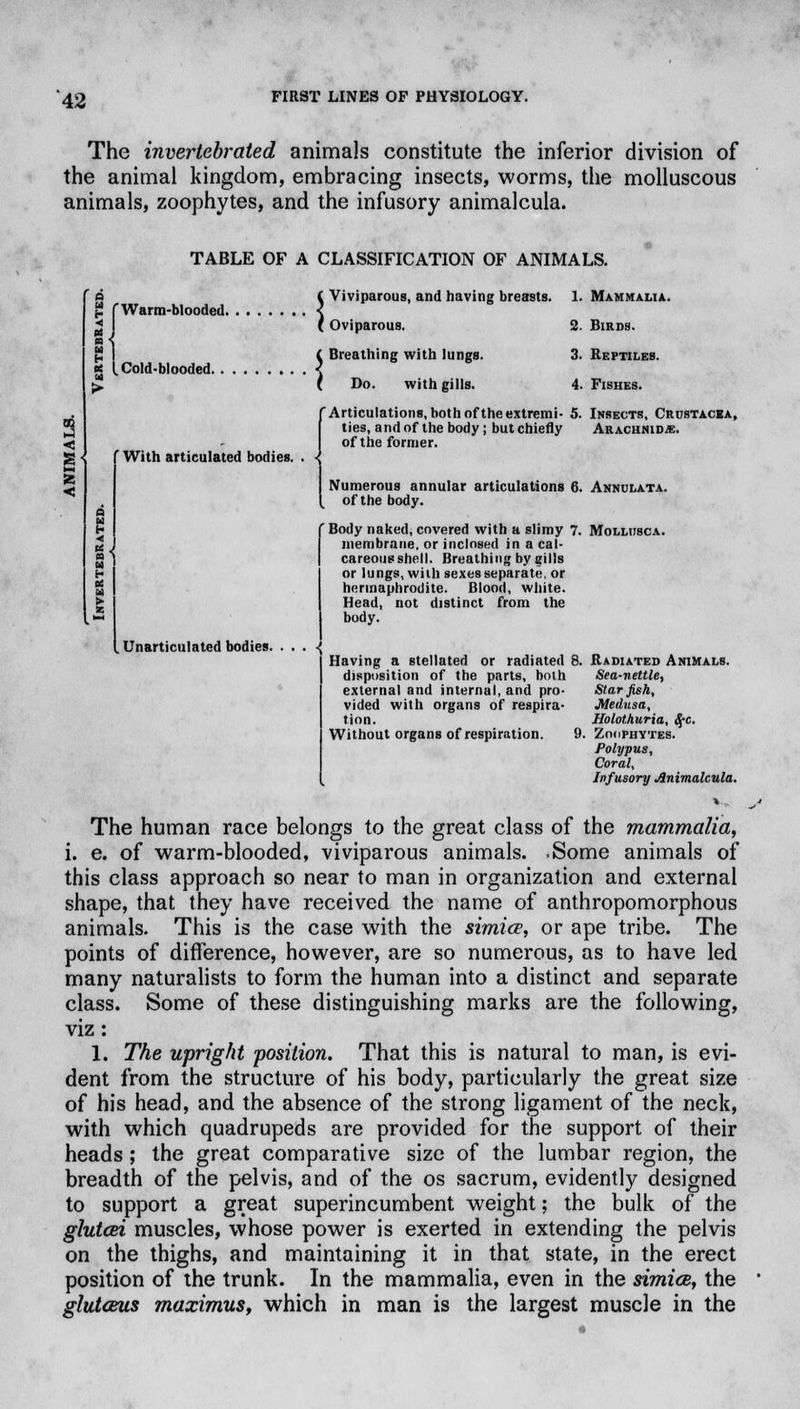 The invertebrated animals constitute the inferior division of the animal kingdom, embracing insects, worms, the molluscous animals, zoophytes, and the infusory animalcula. TABLE OF A CLASSIFICATION OF ANIMALS. jS f Warm-blooded. g [ Cold-blooded. > With articulated bodies. Unarticulated bodies. . ( Viviparous, and having breasts. 1. Mammalia. I Oviparous. 2. Birds. i Breathing with lungs. 3. Reptiles. ( Do. with gills. 4. Fishes. rArticulations, bothoftheextremi- 5. Insects, Crustacea, ties, and of the body; but chiefly An aciinidm. of the former. Numerous annular articulations 6. Annulata. of the body. Body naked, covered with a slimy 7. Mollusca. membrane, or inclosed in a cal- careous shell. Breathing by gills or lungs, with sexes separate, or hermaphrodite. Blood, white. Head, not distinct from the body. Having a stellated or radiated 8. Radiated Animals. disposition of the parts, both Sea-nettle, external and internal, and pro- Starfish, vided with organs of respira- Medusa, tion. Holothuria, §-c. Without organs of respiration. 9. Zoophytes. Polypus, Coral, Infusory Animalcula. The human race belongs to the great class of the mammalia, i. e. of warm-blooded, viviparous animals. .Some animals of this class approach so near to man in organization and external shape, that they have received the name of anthropomorphous animals. This is the case with the simice, or ape tribe. The points of difference, however, are so numerous, as to have led many naturalists to form the human into a distinct and separate class. Some of these distinguishing marks are the following, viz: 1. The upright position. That this is natural to man, is evi- dent from the structure of his body, particularly the great size of his head, and the absence of the strong ligament of the neck, with which quadrupeds are provided for the support of their heads; the great comparative size of the lumbar region, the breadth of the pelvis, and of the os sacrum, evidently designed to support a great superincumbent weight; the bulk of the glutcei muscles, whose power is exerted in extending the pelvis on the thighs, and maintaining it in that state, in the erect position of the trunk. In the mammalia, even in the svmia, the glutceus maximus, which in man is the largest muscle in the