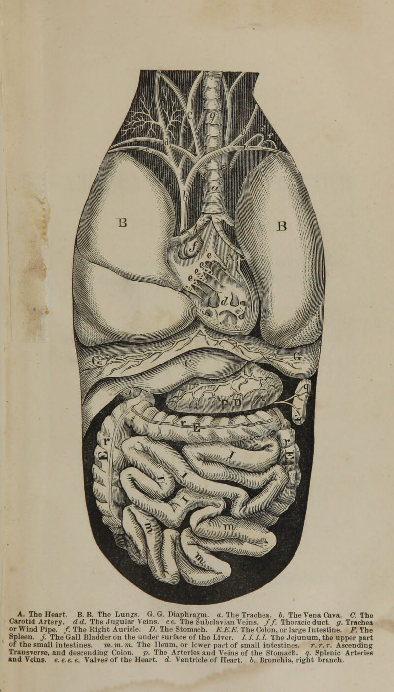 A. The Heart. B. B. The Lungs. G. G. Diaphragm, a. The Trachea, b. The Vena Cava. C. The Carotid Artery, dd. The Jugular Veins, ee. The Subclavian Veins. //. Thoracic duct. g. Trachea or Wind Pipe. /. The Bight Auricle. D. The Stomach. E.E.E. The Colon, or large Intestine. F. The Spleen, j. The Gall Bladder on the under surface of the Liver. I. I. 7. /. The Jejunum, the upper part of the small intestines. m.m.m. The Ileum, or lower part of small intestines, r.r.r. Ascending Transverse, and descending Colon, p. The Arteries and Veins of the Stomach, q. Splenic Arteries and Veins, e.e.e.e. Valves of the Heart, d. Ventricle of Heart, b. Bronchia, right branch.