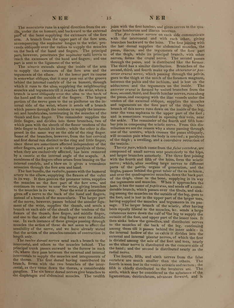 The miiscularis runs in a spiral direction from the ax- illa, under the os humeri, and backward to the external parf of the bone supplying the extensors of the fore arm. A branch from the upper part of the fore arm, accompanying the supinator longus to the wrist, pro- ceeds obliquely over the radius to supply the muscles on the back of the hand and fingers. The principal part, however, penetrates the supinator radii brevis to reach the extensors of the hand and fingers; and one part is sent to the ligament of the wrist. The ulnaris extends along the inside of the arm to supply the extensors of the fore arm and the teguments of the elbow. At the lower part its course is somewhat oblique, that it may pass out at the groove behind the internal condyle of the os humeri, through which it runs to the ulna, supplying the neighbouring muscles and teguments till it reaches the wrist, when a branch is spnt obliquely over the ulna to tho baclv uf the hand and the outside of the fingers. The largest portion of the nerve goes to the os pisiforne on the in- ternal side of the wrist, where it sends off a branch which passes through the tendons to supply the interos- sei and lumbricales, terminating in the muscles of the thumb and fore finger. The remainder supplies the little finger, and divides into three branches, two of which pass with the sheath of the flexor tendons of the little finger to furnish its inside; while the other is dis- posed in the same way on the side of the ring finger. Some of the branches, however, from the last cervical and first dorsal run distinct to the ring and little finger, since these are sometimes affected independent of the other fingers, and a pain or a violent paralysis of these, when they are exclusively affected, has been removed by a caustic at the internal angle of the scapula. A numbness of the fingers often arises from leaning on the internal condyle, and a blow on it gives a tremulous sensation through the fore arm and hand. The last bundle, the rarfm/zs, passes with the humeral artery to the elbow, supplying the flexors of the cubit in its way. It then pierces the pronator teres, supplies the muscles on the fore part of the fore arm, and continues its course to near the wrist, giving branches to the muscles in its way. Near the wrist it sometimes gives off a nerve to the back of the hand and fingers, instead of a branch of the muscularis. The larger part of the nerve, however, passes behind the annular liga- ment of the wrist, supplies the thumb, and sends a branch on each side of the sheath of the tendons of the flexors of the thumb, fore finger, and middle finger, and one to that side of the ring finger next the middle one. In each instance of these groups passing through muscles the action of these do not seem to affect the sensibility of the nerve, and we have already stated that the action of the muscles consists of contraction in length only. The twelve dorsal nerves send each a branch to the intercostal, and others to the muscles behind. The principal trunk passes outward to the furrow in each rib, where they pass between the external and internal intercostals to supply the muscles and integuments of the thorax. The first dorsal having contributed its branch, forms with the two branches of the inter- costal, as they come down the thorax, a considerable ganglion. The six lower dorsal nerves give branches to <he diaphragm and abdominal muscles. The twelfth joins with the first lumbar, and gives nerves to the qua dratus lumborum and iliacus internus. The Jive lumbar nerves on each side communicate with the intercostal and with each other, giving branches backward to the loins. The first joining with the last dorsal supplies the abdominal muscles, the psoas, iliacus, and the teguments of the fore part of the thigh, while its principal branch, with other nerves, forms the crural nerve. The second passes through the psoas, and is distributed like the former. The third has a similar distribution. Branches of the second, third, and fourth make up the obturator or fios- terier crural nei-ve, which passing through the pelvis, goes to the thigh at the notch of the foramen magnum, between the pubis and the ischium, and is lost on the adductores and the teguments on the inside. The anterier crural is formed by united branches from the first, acL,oncl,thu-d, and fourth lumbar nerves, runs along the psoas, and escaping with the iliac vessels under the tendon of the external oblique, supplies the muscles and teguments on the fore part of the thigh. One branch of this nerve runs down on the inside of the leg, near the vena saphaena to the upper part of the foot; and is sometimes Avounded in opening this vein, near the ankle. The remainder of the fourth and fifth lum- bar join in composing the sciatic nerve. From this dis- tribution we see the reason why a stone passing through one of the ureters, which crosses the psoas obliquely, will occasion pain when the body is erected; a paralysis of the thigh ; a swelling, and a convulsive retraction of the testicle. The six fiair, which come from the false vertebra^ are composed of small nerves sent posteriorly to the hips, and larger branches anteriorly. The three first joining with the fourth and fifth of the loins, form the sciatic nerve; which, after sending large nerves to different parts of the pelvis, organs of generation, and the thighs, passes behind the great tuber of the os ischium, and over the quadragemini muscles, down the back part of the thigh, close to the bone, supplying in its way the teguments and muscles. When it approaches the ham, it has the name offiofilitaus, and sends off a consi- derable branch, which passes over the fibula, and sink- ing among the muscles on the outside of the leg, goes to the foot, and is lost in the upper part of the larger toes, having supplied the muscles and teguments in its pas- sage. The larger branch of the sciatic, after having been equally liberal to the muscles. Sec. sends a large cutaneous nerve down the calf of''the leg to supply the outside of the foot, and upper part of the lesser toes. It then sinks below the gemellus, and distributes nerves to the muscles of the back of the leg, continuing among them till it passes behind the inner ankle : in the internal hollow of the os calcis it divides into the external and internal plantar nerves, of which the first is divided among the sole of the foot and toes, nearly as the ulnar nerve is distributed on the concave side of the hand; and the second is distributed nearly as the radial nerve. The fourth, fifth, and sixth nerves from the false vertebrae are much smaller than the others. The fourth is soon lost in the vesica urinaria and rectum ; the fifth is chiefly distributed to the levatores ani. The sixth, which may be considered as the substance of the ligamentum, denticulatum, advances forward, and i^