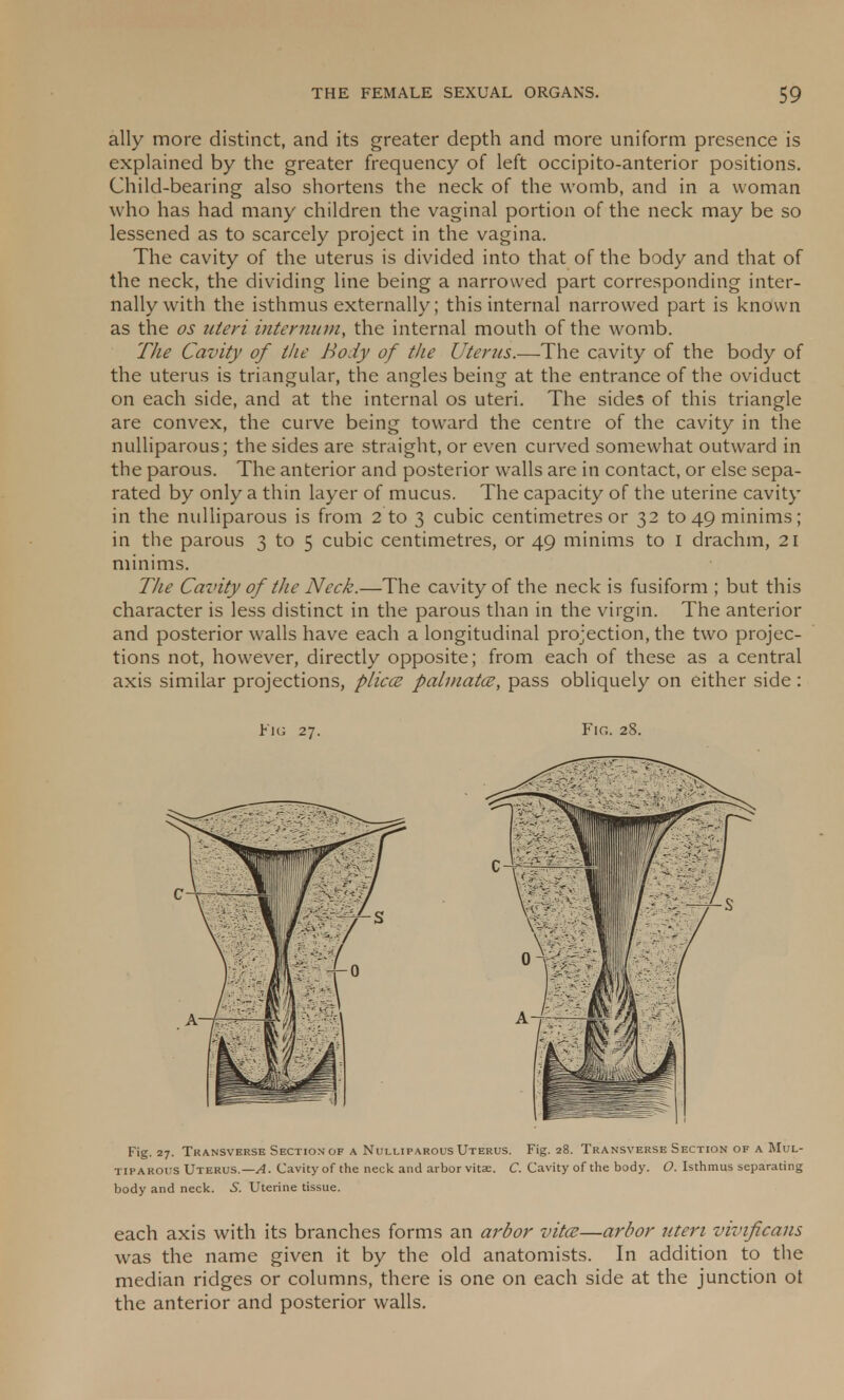 ally more distinct, and its greater depth and more uniform presence is explained by the greater frequency of left occipito-anterior positions. Child-bearing also shortens the neck of the womb, and in a woman who has had many children the vaginal portion of the neck may be so lessened as to scarcely project in the vagina. The cavity of the uterus is divided into that of the body and that of the neck, the dividing line being a narrowed part corresponding inter- nally with the isthmus externally; this internal narrowed part is known as the os uteri internum, the internal mouth of the womb. The Cavity of the Body of tlie Uterus.—The cavity of the body of the uterus is triangular, the angles being at the entrance of the oviduct on each side, and at the internal os uteri. The sides of this triangle are convex, the curve being toward the centre of the cavity in the nulliparous; the sides are straight, or even curved somewhat outward in the parous. The anterior and posterior walls are in contact, or else sepa- rated by only a thin layer of mucus. The capacity of the uterine cavity in the nulliparous is from 2 to 3 cubic centimetres or 32 to 49 minims; in the parous 3 to 5 cubic centimetres, or 49 minims to I drachm, 21 minims. The Cavity of the Neck.—The cavity of the neck is fusiform ; but this character is less distinct in the parous than in the virgin. The anterior and posterior walls have each a longitudinal projection, the two projec- tions not, however, directly opposite; from each of these as a central axis similar projections, plica palmatee, pass obliquely on either side : Fig 27. Fig. 28. Fig. 27. Transverse Section of a Nulliparous Uterus. Fig. 28. Transverse Section of a Mul- tiparous Uterus.— A. Cavity of the neck and arbor vitae. C. Cavity of the body. O. Isthmus separating body and neck. 5. Uterine tissue. each axis with its branches forms an arbor vita—arbor uteri vivificans was the name given it by the old anatomists. In addition to the median ridges or columns, there is one on each side at the junction ot the anterior and posterior walls.