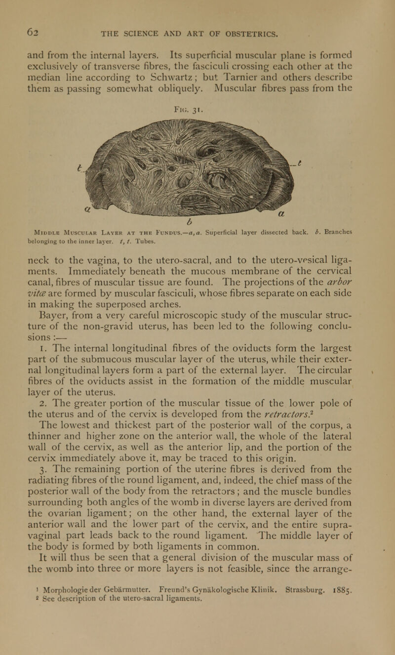 and from the internal layers. Its superficial muscular plane is formed exclusively of transverse fibres, the fasciculi crossing each other at the median line according to Schwartz; but Tarnier and others describe them as passing somewhat obliquely. Muscular fibres pass from the Middle Muscular Layer at the Fundus.—a,a. Superficial layer dissected back. b. Branches belonging to the inner layer. /, /. Tubes. neck to the vagina, to the utero-sacral, and to the utero-vesical liga- ments. Immediately beneath the mucous membrane of the cervical canal, fibres of muscular tissue are found. The projections of the arbor vitce are formed by muscular fasciculi, whose fibres separate on each side in making the superposed arches. Bayer, from a very careful microscopic study of the muscular struc- ture of the non-gravid uterus, has been led to the following conclu- sions :— 1. The internal longitudinal fibres of the oviducts form the largest part of the submucous muscular layer of the uterus, while their exter- nal longitudinal layers form a part of the external layer. The circular fibres of the oviducts assist in the formation of the middle muscular layer of the uterus. 2. The greater portion of the muscular tissue of the lower pole of the uterus and of the cervix is developed from the retractors.2 The lowest and thickest part of the posterior wall of the corpus, a thinner and higher zone on the anterior wall, the whole of the lateral wall of the cervix, as well as the anterior lip, and the portion of the cervix immediately above it, may be traced to this origin. 3. The remaining portion of the uterine fibres is derived from the radiating fibres of the round ligament, and, indeed, the chief mass of the posterior wall of the body from the retractors; and the muscle bundles surrounding both angles of the womb in diverse layers are derived from the ovarian ligament; on the other hand, the external layer of the anterior wall and the lower part of the cervix, and the entire supra- vaginal part leads back to the round ligament. The middle layer of the body is formed by both ligaments in common. It will thus be seen that a general division of the muscular mass of the womb into three or more layers is not feasible, since the arrange- ! Morphologie der Gebarmutter. Freund's Gynakologische Klinik. Strassburg. 1885. 2 See description of the utero-sacral ligaments. Fig. 31. t