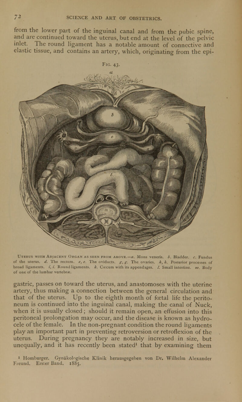 from the lower part of the inguinal canal and from the pubic spine, and are continued toward the uterus, but end at the level of the pelvic inlet. The round ligament has a notable amount of connective and elastic tissue, and contains an artery, which, originating from the epi- Fig. 43. a Uterus with Adjacent Organ as seen from above.— a. Mans veneris, b. Bladder, c. Fundus of the uterus, d. The rectum, e, e. The oviducts, g, g. The ovaries, h, h. Posterior processes of broad ligaments. 1* i. Round ligaments, k. Cuecum with its appendages. /. Small intestine, m. Body of one of the lumbar vertebrae. gastric, passes on toward the uterus, and anastomoses with the uterine artery, thus making a connection between the general circulation and that of the uterus. Up to the eighth month of foetal life the perito- neum is continued into the inguinal canal, making the canal of Nuck, when it is usually closed ; should it remain open, an effusion into this peritoneal prolongation may occur, and the disease is known as hydro- cele of the female. In the non-pregnant condition the round ligaments play an important part in preventing retroversion or retroflexion of the uterus. During pregnancy they are notably increased in size, but unequally, and it has recently been stated1 that by examining them 1 Homburger. Gynakol^gische Klinik herausgegeben von Dr. Wilhelm Alexander Freund. Erster Band. 1885.