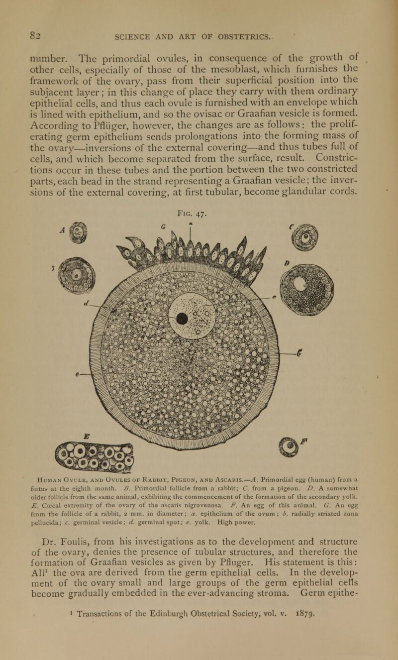 number. The primordial ovules, in consequence of the growth of other cells, especially of those of the mesoblast, which furnishes the framework of the ovary, pass from their superficial position into the subjacent layer; in this change of place they carry with them ordinary epithelial cells, and thus each ovule is furnished with an envelope which is lined with epithelium, and so the ovisac or Graafian vesicle is formed. According to Pfliiger, however, the changes are as follows: the prolif- erating germ epithelium sends prolongations into the forming mass of the ovary—inversions of the external covering—and thus tubes full of cells, and which become separated from the surface, result. Constric- tions occur in these tubes and the portion between the two constricted parts, each bead in the strand representing a Graafian vesicle; the inver- sions of the external covering, at first tubular, become glandular cords. Fig. 47. Human Ovule, and Ovules of Rabbit, Pigeon, and Ascaris.—A. Primordial egg (human) from a fatus at the eighth month. B. Primordial follicle from a rabbit; C. from a pigeon. D. A somewhat older follicle from the same animal, exhibiting the commencement of the formation of the secondary yolk. E. Coecal extremity of the ovary of the ascaris nigrovenosa. F. An egg of this animal. G. An egg from the follicle of a rabbit, 2 mm. in diameter; a. epithelium of the ovum; b. radially striated zona pellucida; c. germinal vesicle; d. germinal spot; e. yolk. High power. Dr. Foulis, from his investigations as to the development and structure of the ovary, denies the presence of tubular structures, and therefore the formation of Graafian vesicles as given by Pfluger. His statement is this: All1 the ova are derived from the germ epithelial cells. In the develop- ment of the ovary small and large groups of the germ epithelial cells become gradually embedded in the ever-advancing stroma. Germ epithe- 1 Transactions of the Edinburgh Obstetrical Society, vol. v. 1879.