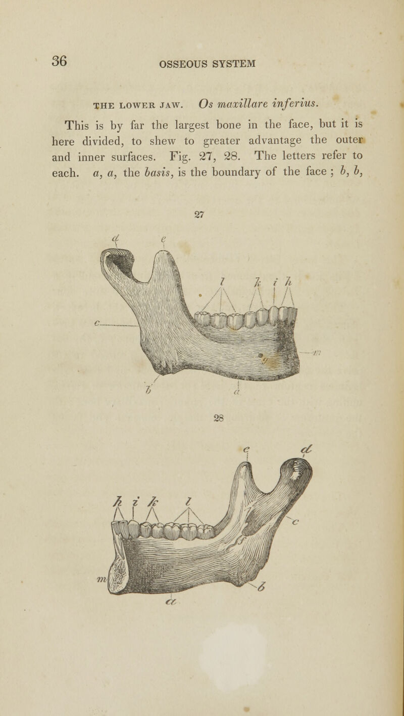 the lower jaw. Os maxillare inferius. This is by far the largest bone in the face, but it is here divided, to shew to greater advantage the outer and inner surfaces. Fig. 27, 28. The letters refer to each, a, a, the basis, is the boundary of the face ; b, b, 27 28 fa i & z