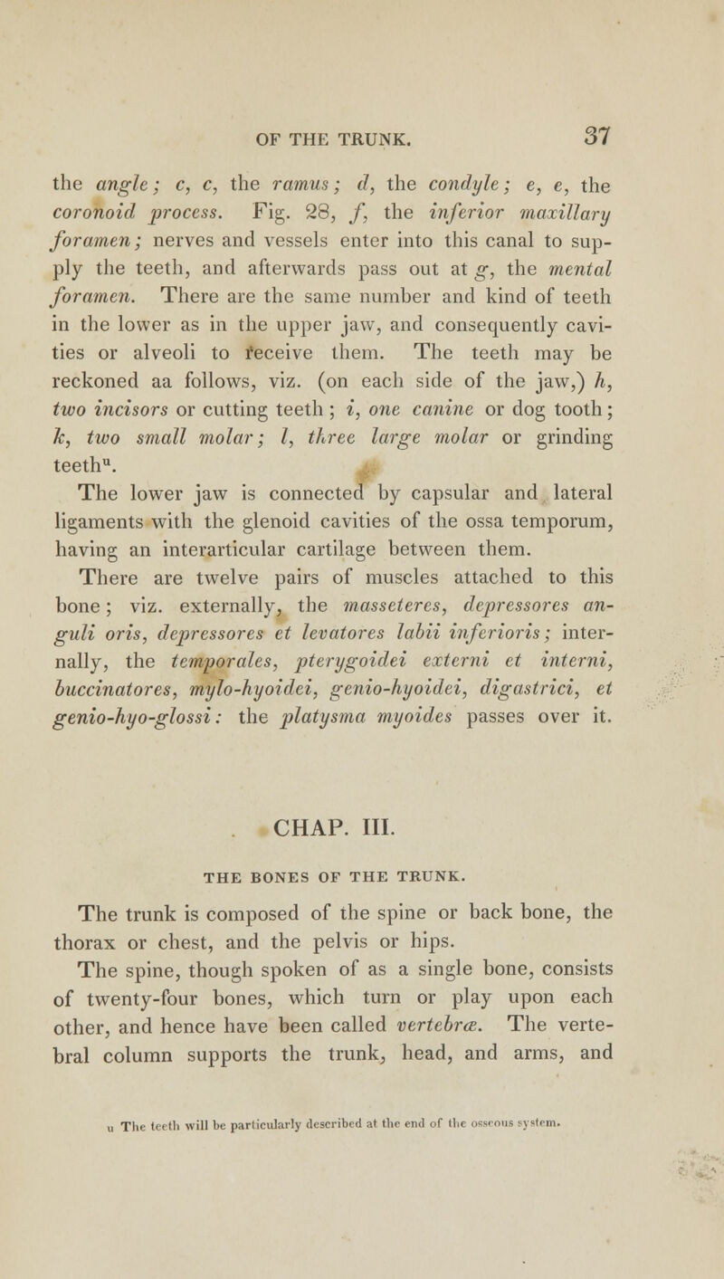 the angle; c, c, the ramus; d, the condyle; e, e, the coronoid process. Fig. 28, f the inferior maxillary foramen; nerves and vessels enter into this canal to sup- ply the teeth, and afterwards pass out at g, the mental foramen. There are the same number and kind of teeth in the lower as in the upper jaw, and consequently cavi- ties or alveoli to deceive them. The teeth may be reckoned aa follows, viz. (on each side of the jaw,) h, two incisors or cutting teeth ; i, one canine or dog tooth; Jc, two small molar; I, three large molar or grinding teethu. The lower jaw is connected by capsular and lateral ligaments with the glenoid cavities of the ossa temporum, having an interarticular cartilage between them. There are twelve pairs of muscles attached to this bone; viz. externally, the masseteres, depressores an- guli oris, depressores et levatores labii inferioris; inter- nally, the tcmporales, pterygoidei externi et interni, buccinatores, mylo-hyoidei, genio-hyoidei, digastrici, et genio-hyo-glossi: the platysma myoides passes over it. CHAP. III. THE BONES OF THE TRUNK. The trunk is composed of the spine or back bone, the thorax or chest, and the pelvis or hips. The spine, though spoken of as a single bone, consists of twenty-four bones, which turn or play upon each other, and hence have been called vertebra. The verte- bral column supports the trunk, head, and arms, and u The teeth will be particularly described at the end of the osseous system.