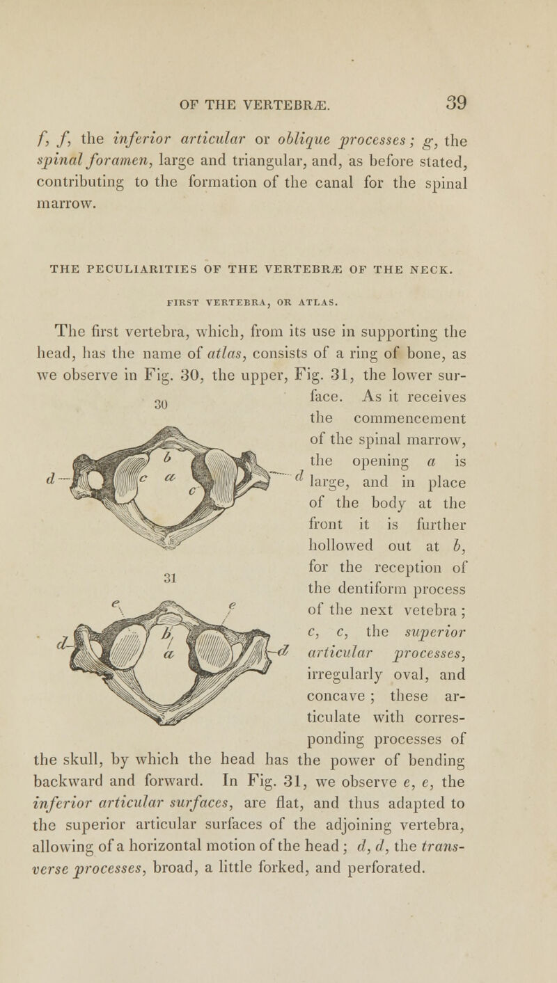 ;9 f, f the inferior articular or oblique processes; g, the spinal foramen, large and triangular, and, as before slated, contributing to the formation of the canal for the spinal marrow. THE PECULIARITIES OF THE VERTEBRiE OF THE NECK. 30 d 31 FIRST VERTEBRA, OR ATLAS. The first vertebra, which, from its use in supporting the head, has the name of atlas, consists of a ring of bone, as we observe in Fig. 30, the upper, Fig. 31, the lower sur- face. As it receives the commencement of the spinal marrow, the opening a is a large, and in place of the body at the front it is further hollowed out at b, for the reception of the dentiform process of the next vetebra ; c, c, the superior articular processes, irregularly oval, and concave ; these ar- ticulate with corres- ponding processes of the skull, by which the head has the power of bending backward and forward. In Fig. 31, we observe e, e, the inferior articular surfaces, are flat, and thus adapted to the superior articular surfaces of the adjoining vertebra, allowing of a horizontal motion of the head; d, d, the trans- verse processes, broad, a little forked, and perforated.